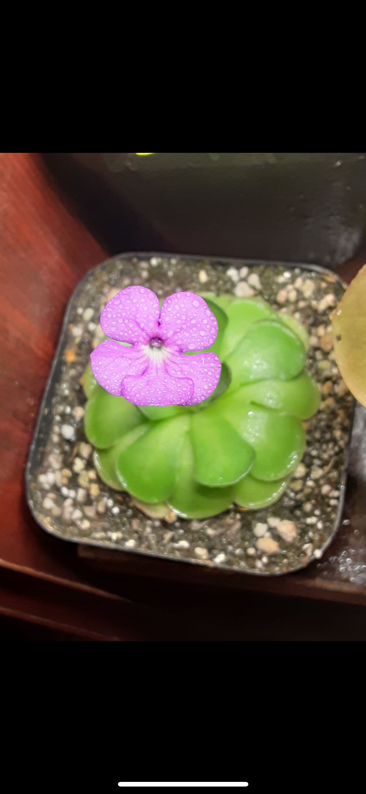 Pinguicula cyclosecta