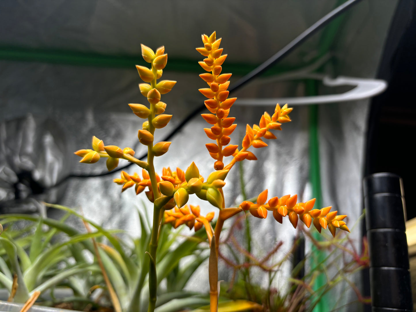 Catopsis subulata