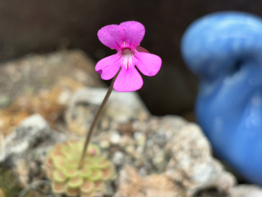 Pinguicula ehlsersiae