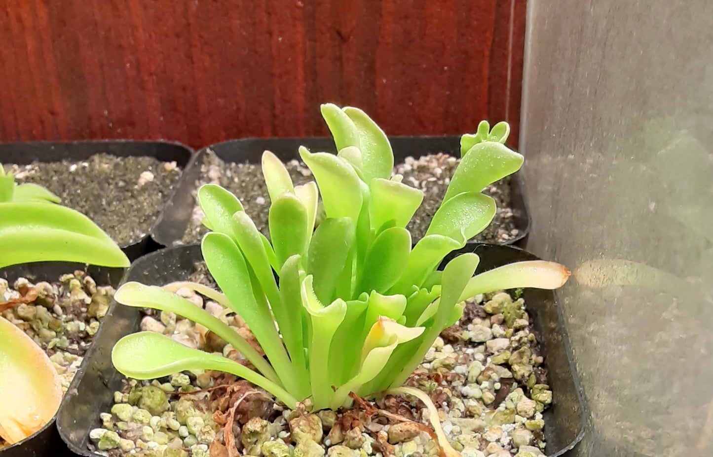 Pinguicula laxifolia