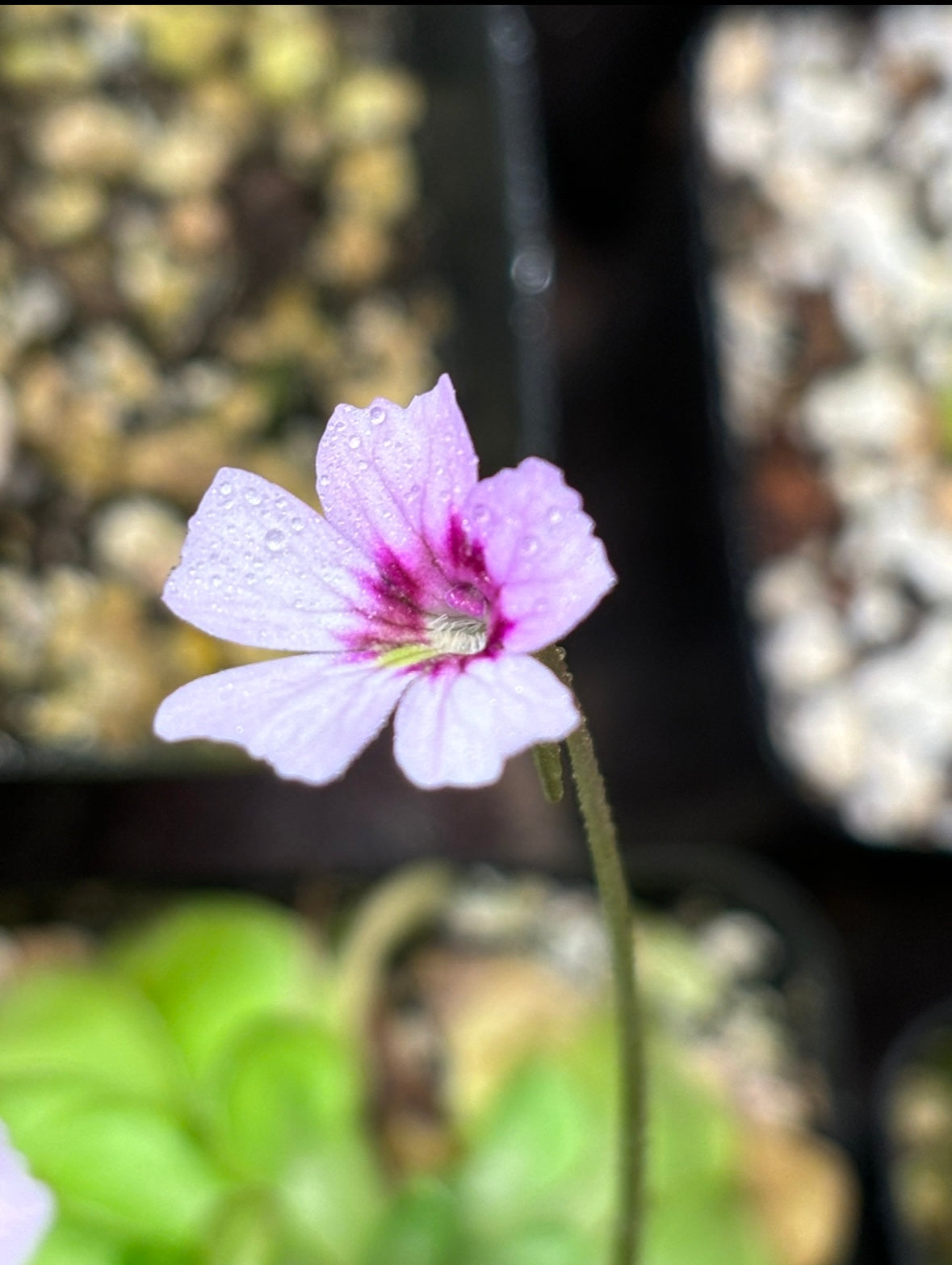 Pinguicula snow angel