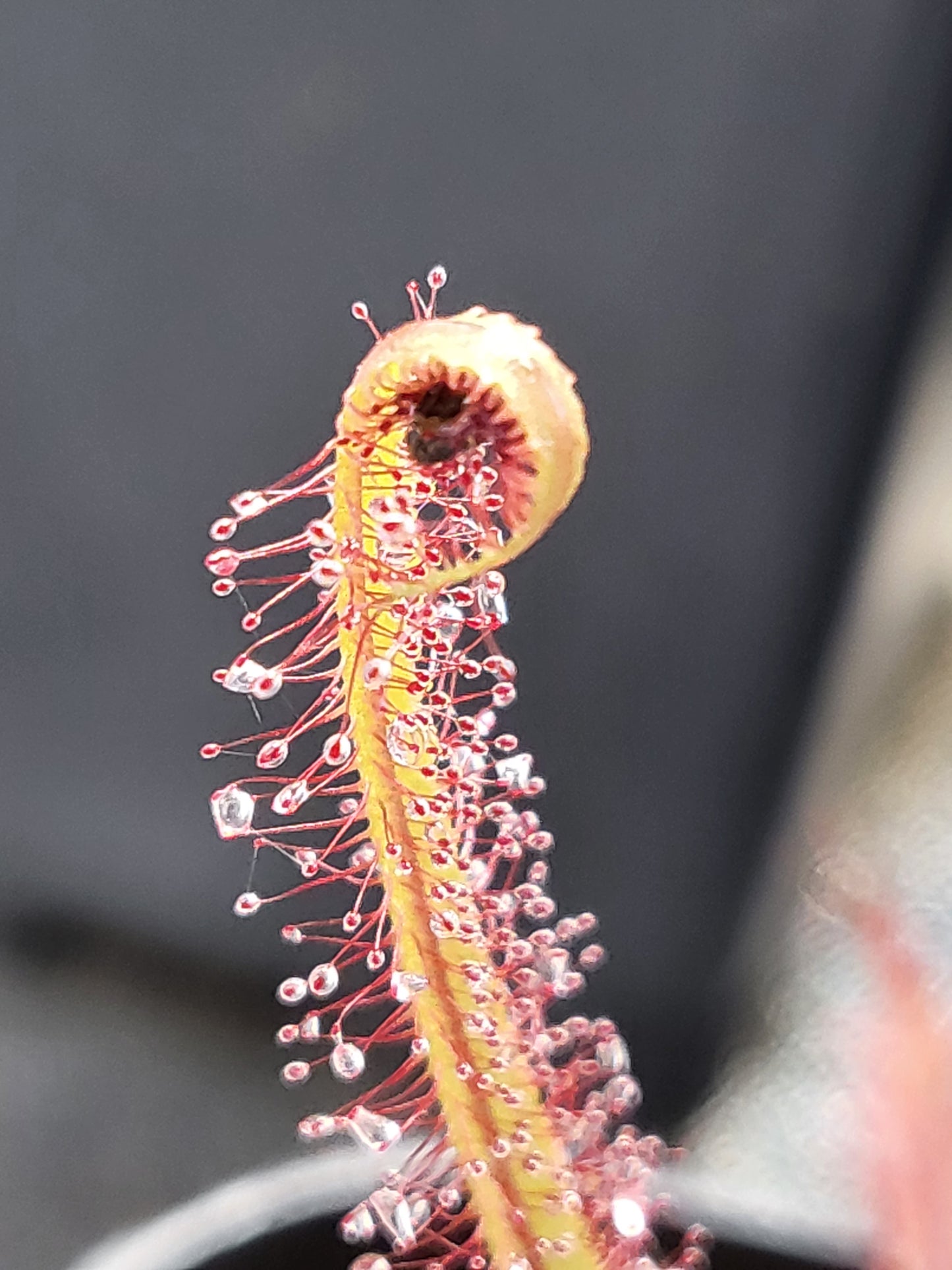 Drosera adelae