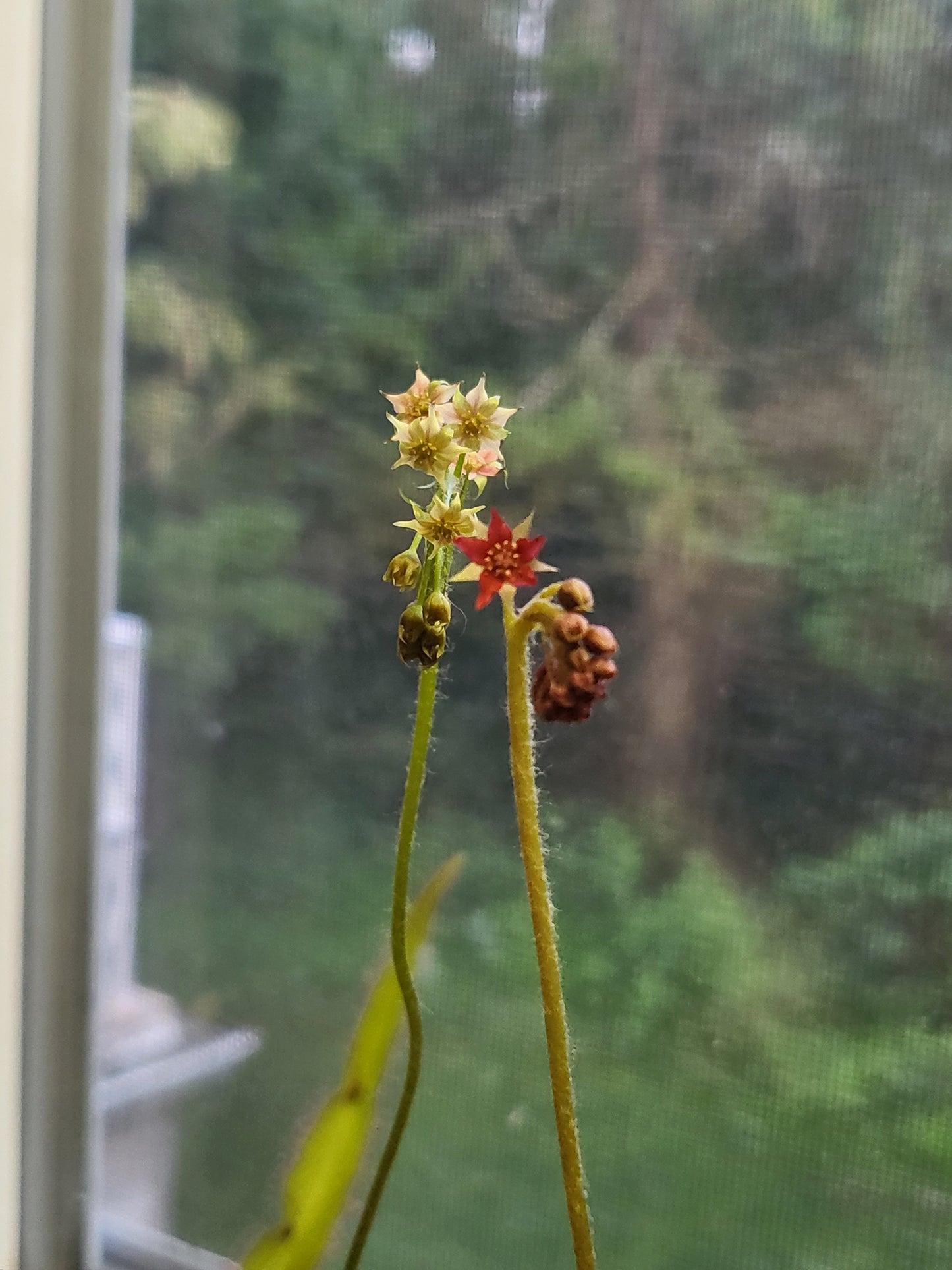 Drosera adelae