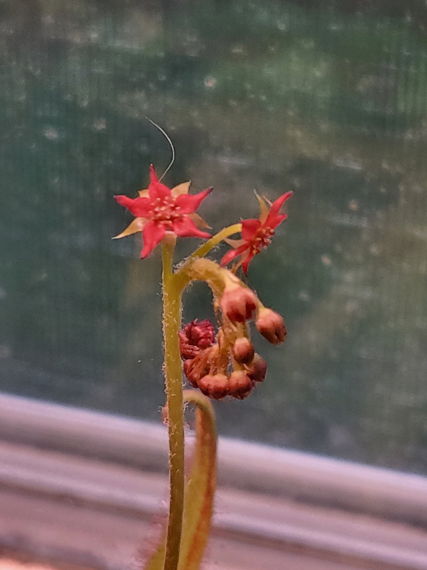 Drosera adelae