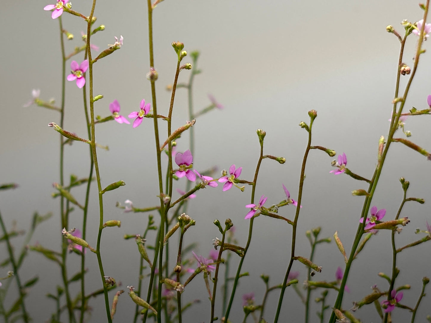 Stylidium debile