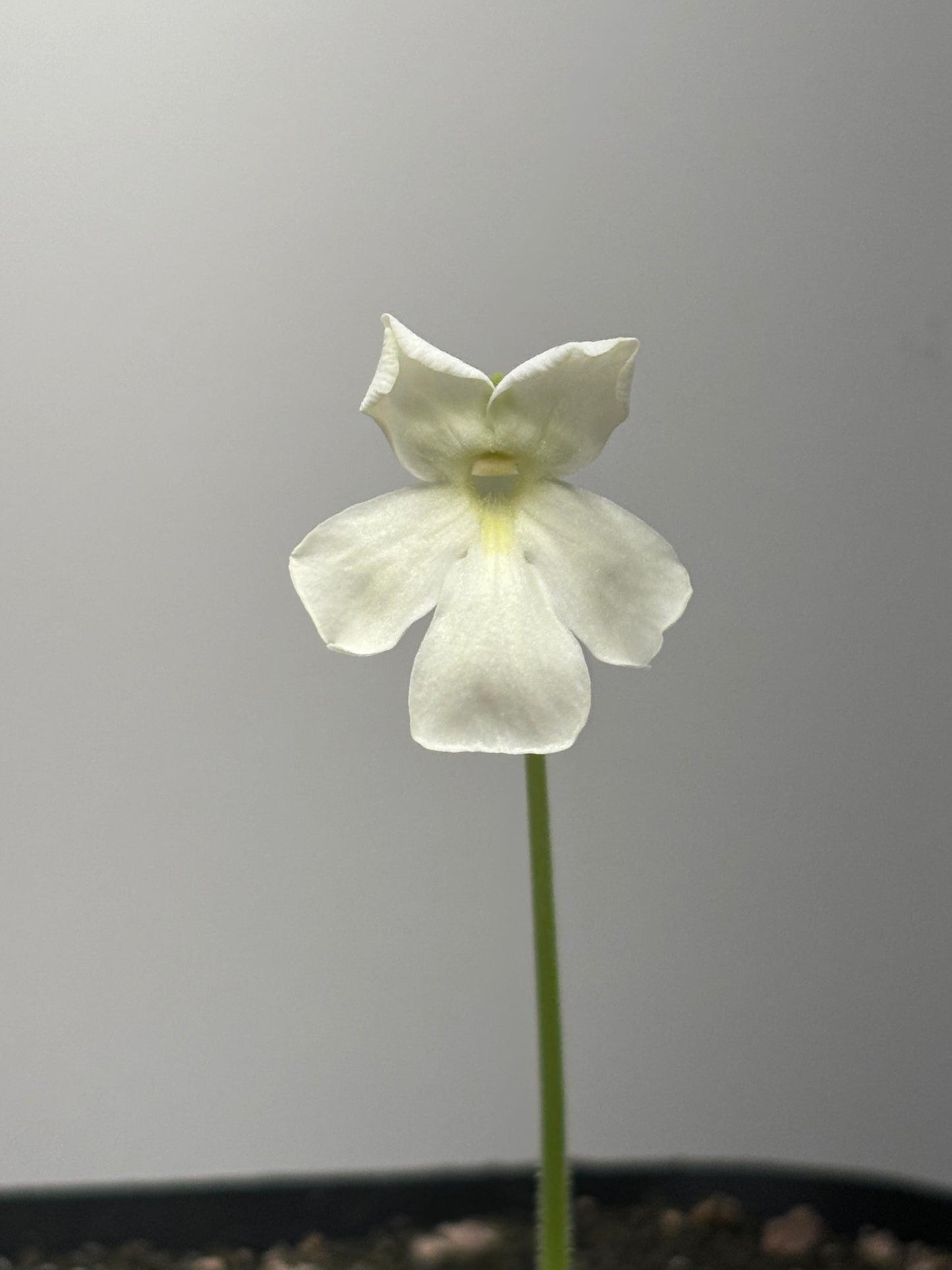 Pinguicula golden eye