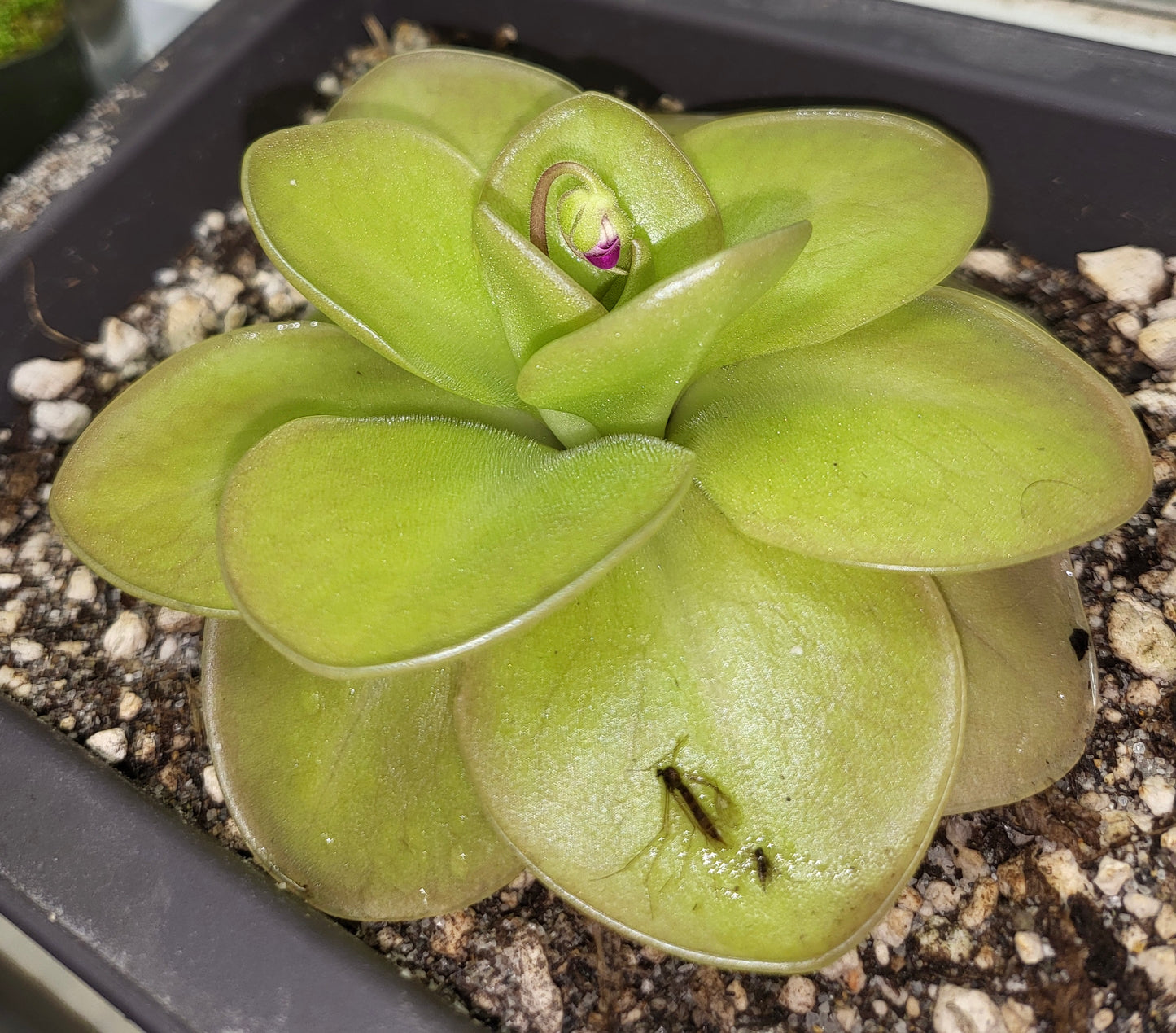 Pinguicula moranensis J.