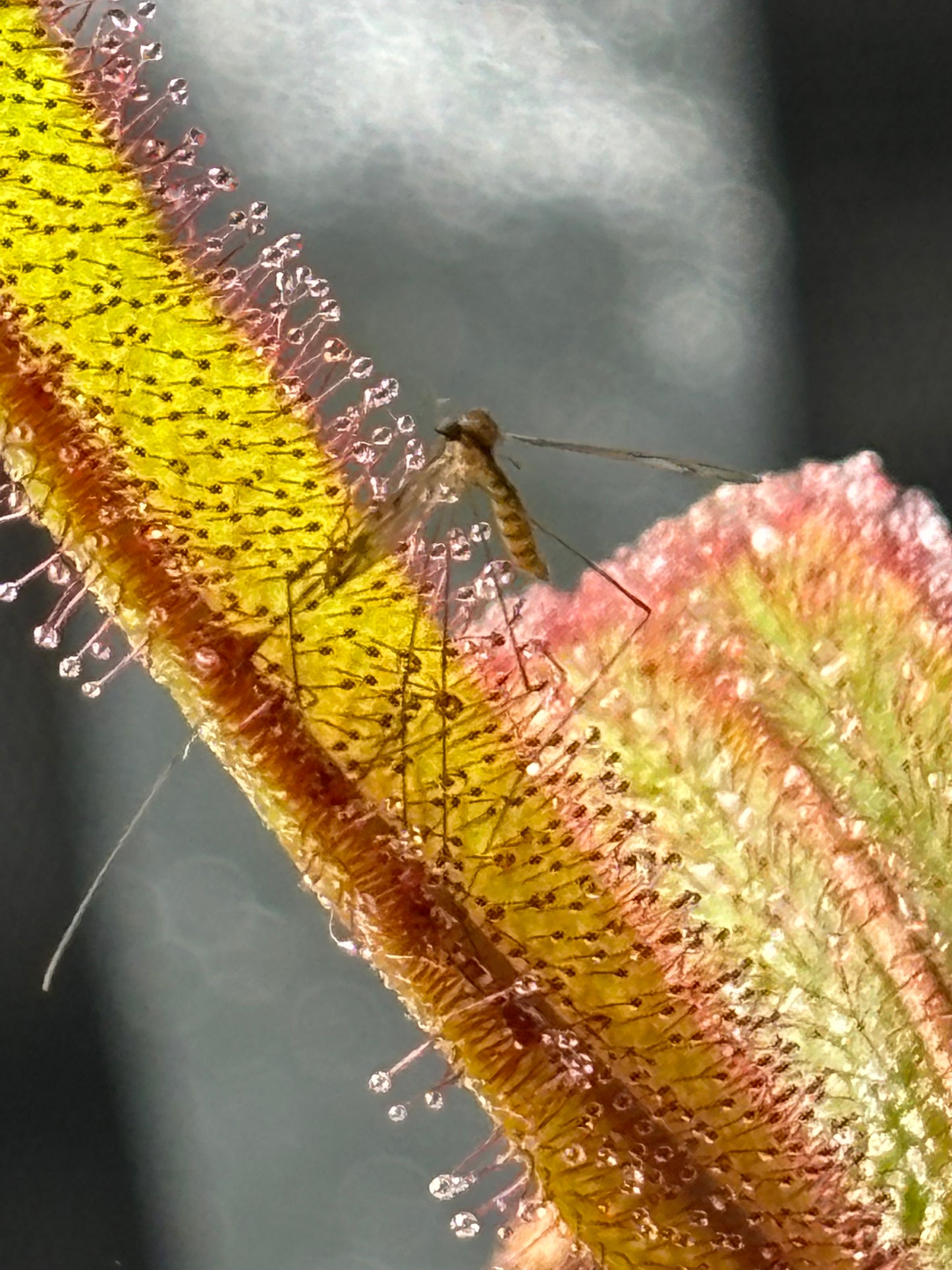 Drosera adelae