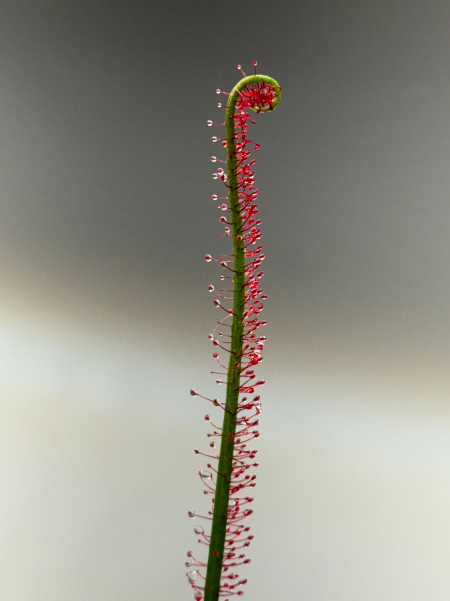 Drosera filiformis v. floridana f. Albiflora