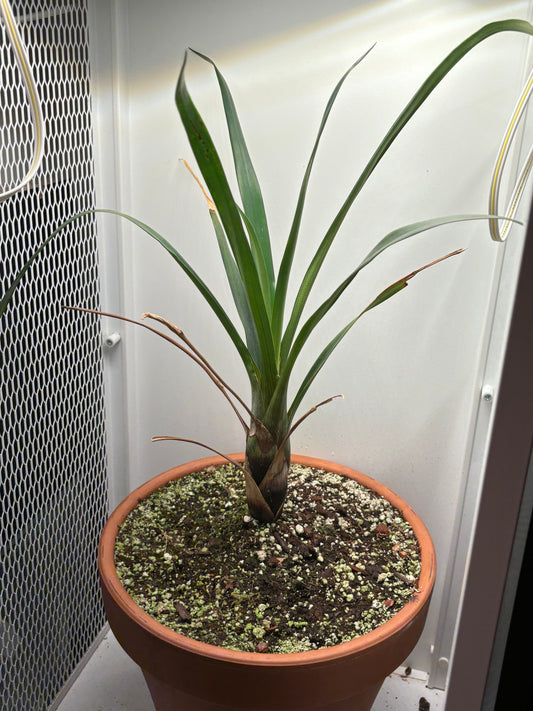 Brocchinia acuminata