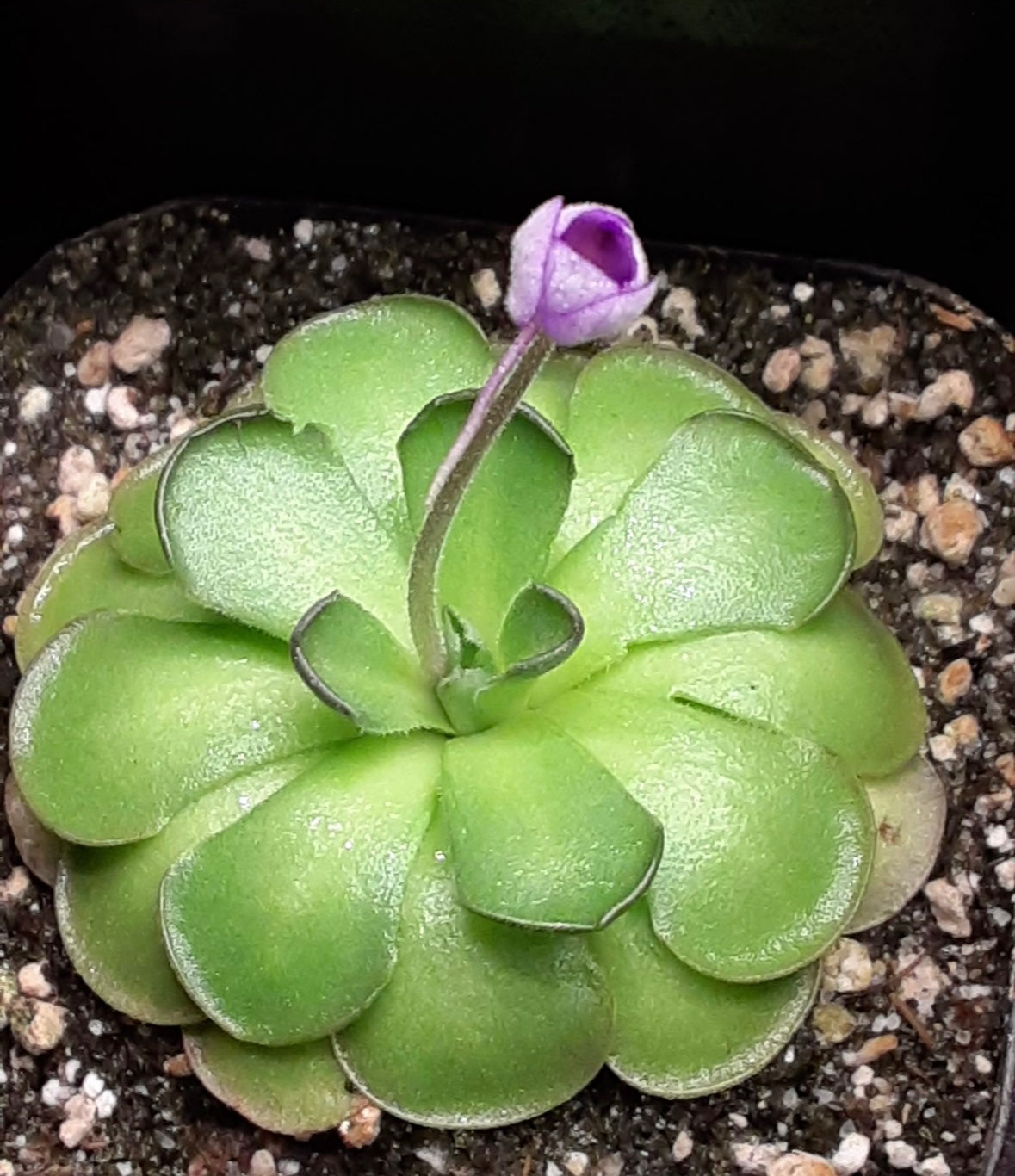 Pinguicula cyclosecta