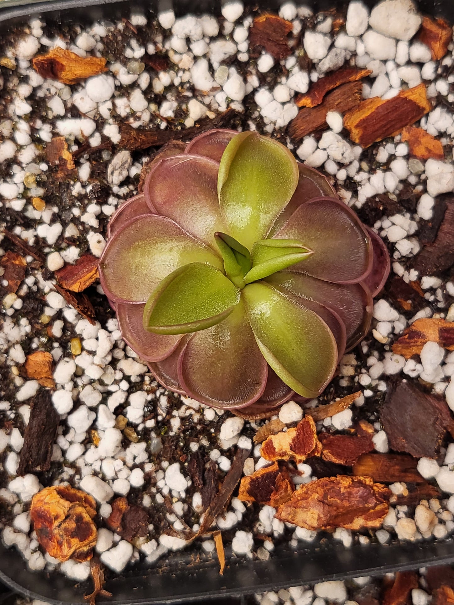 Pinguicula hemiepiphytica