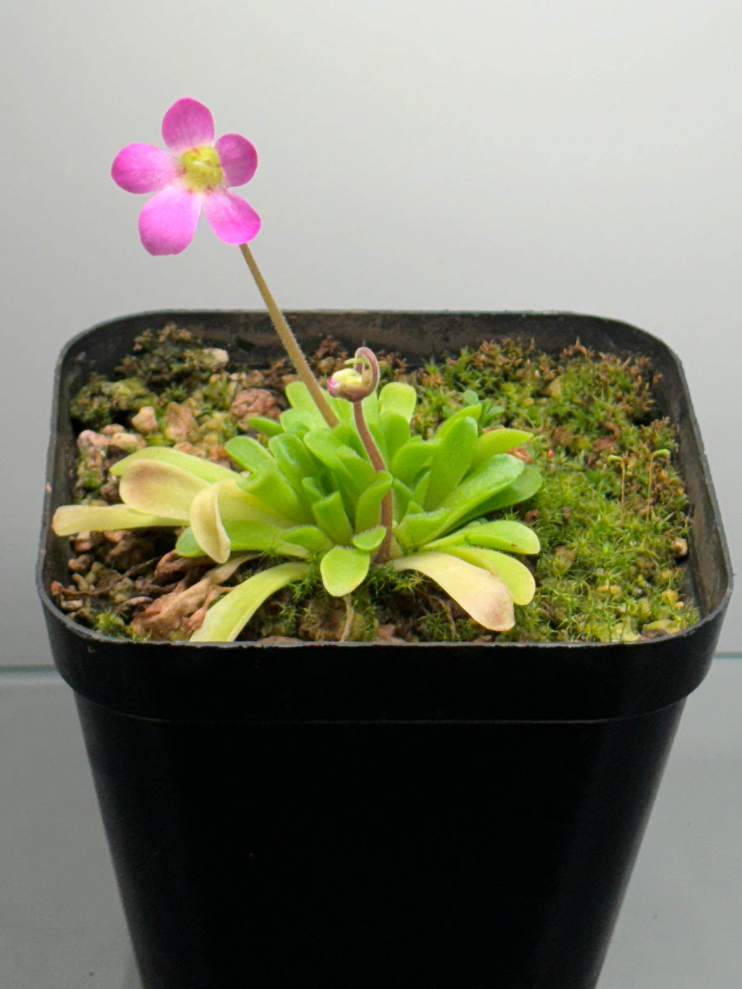 Pinguicula laxifolia