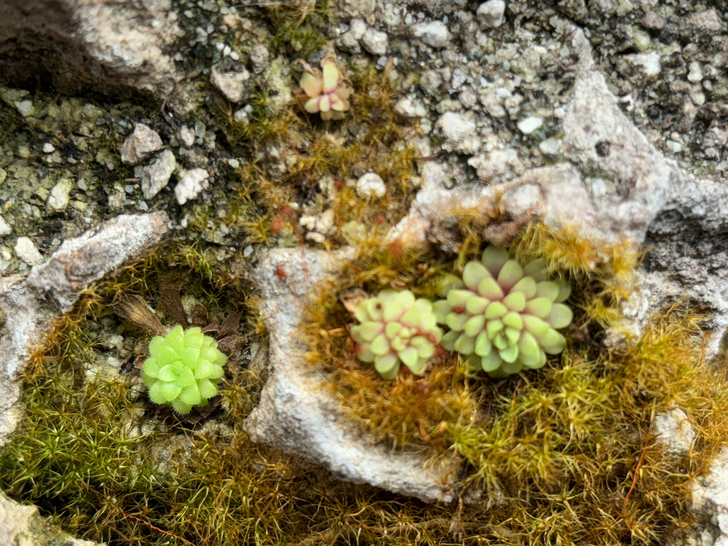 Pinguicula snow angel