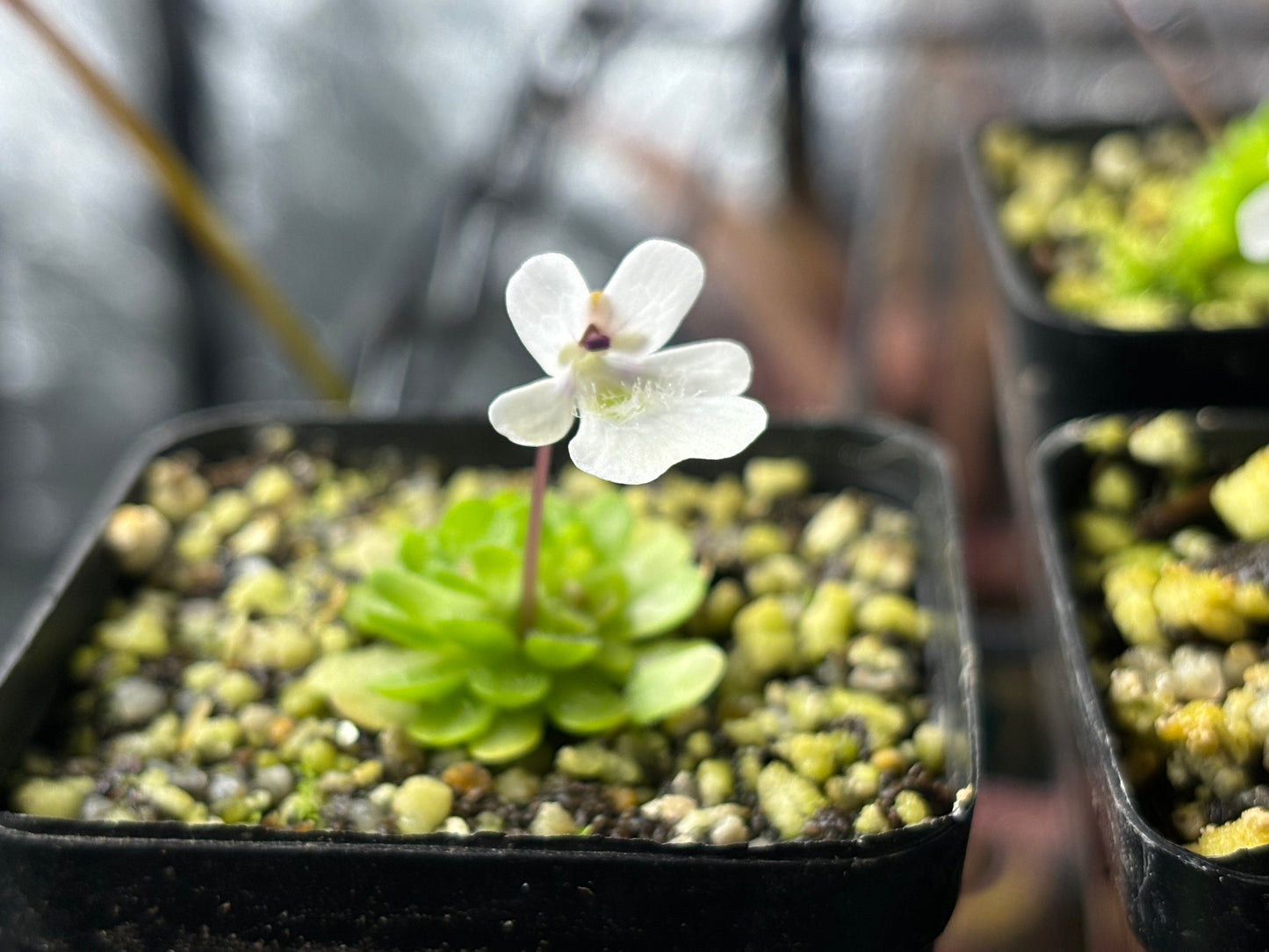 Pinguicula gracilis