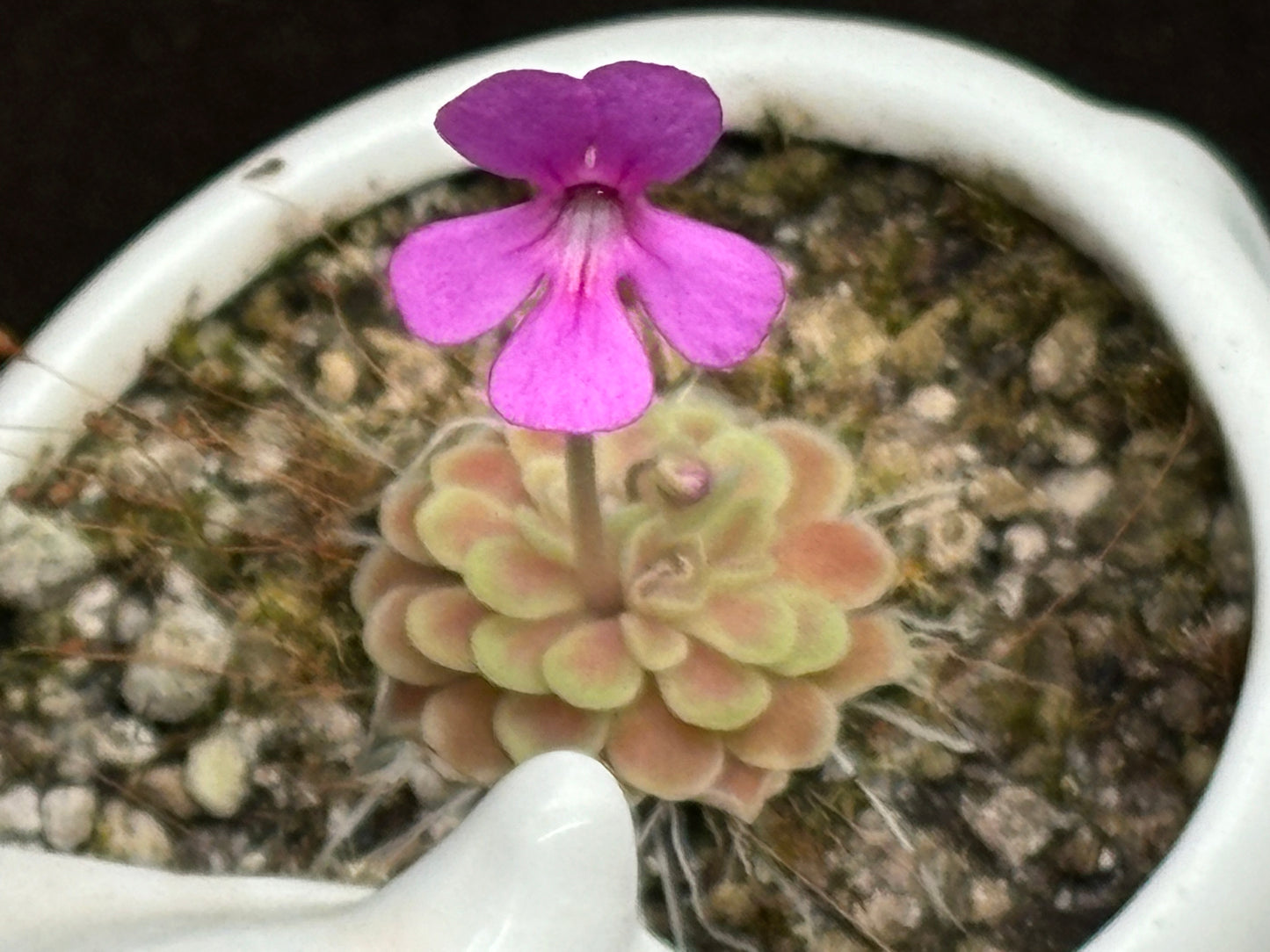 Pinguicula ehlsersiae