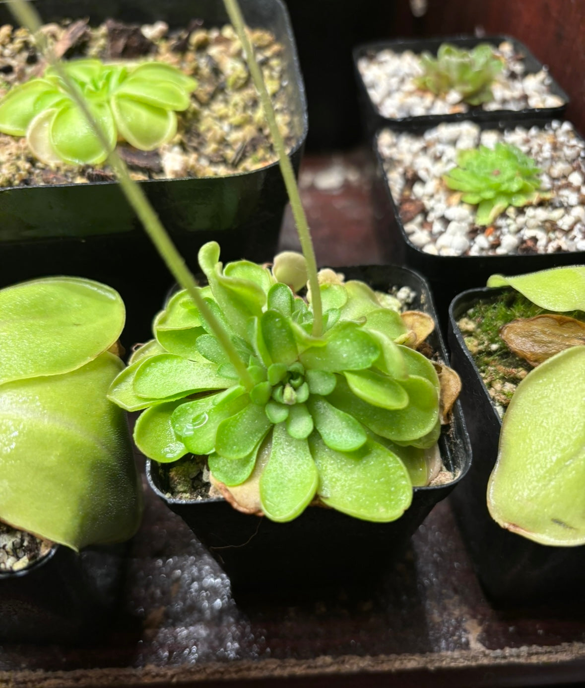 Pinguicula snow angel