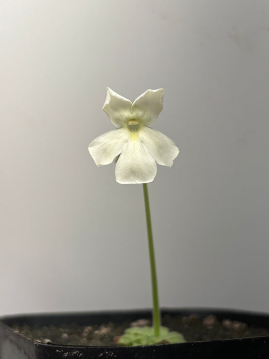 Pinguicula golden eye