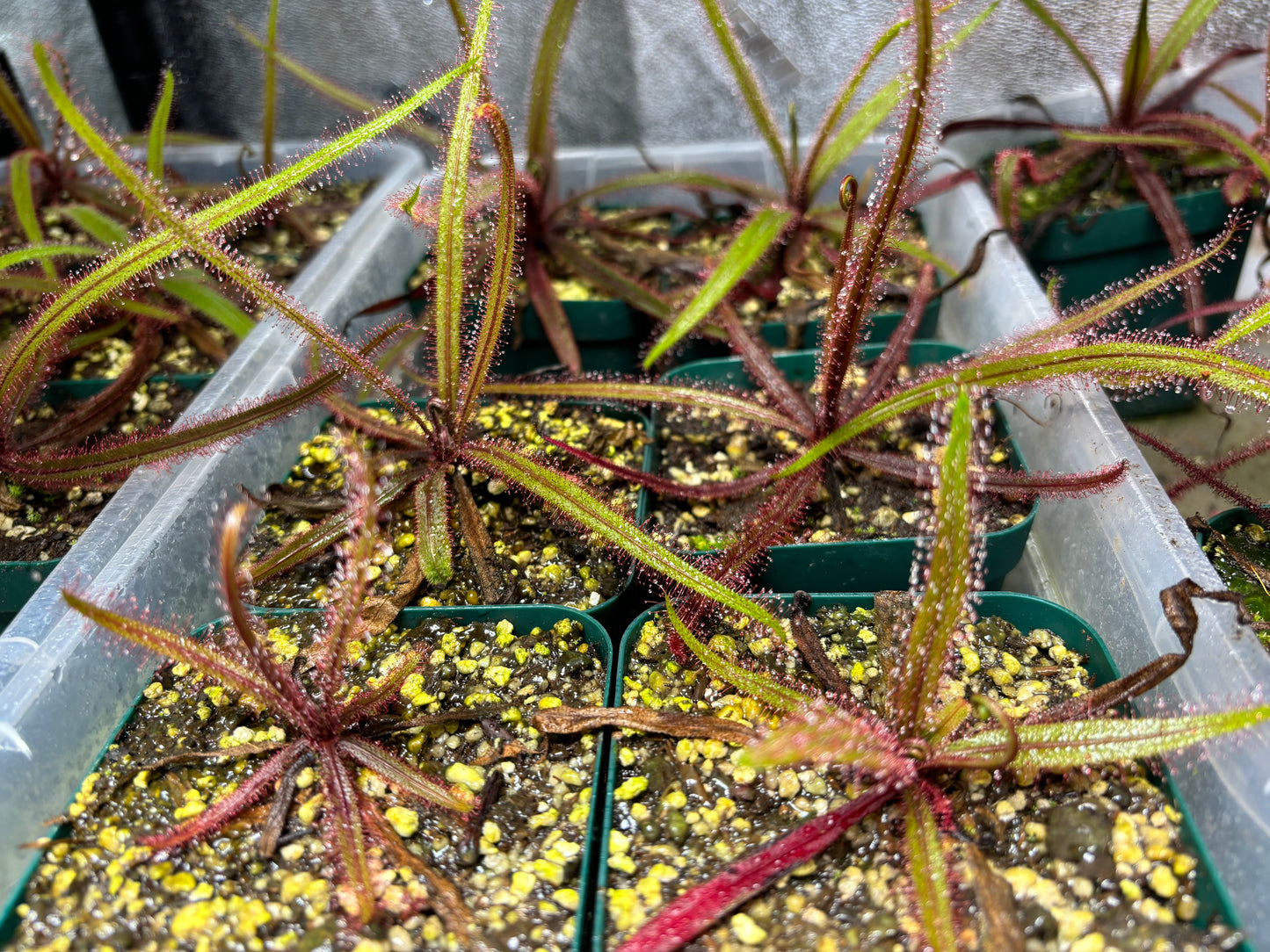 Drosera adelae