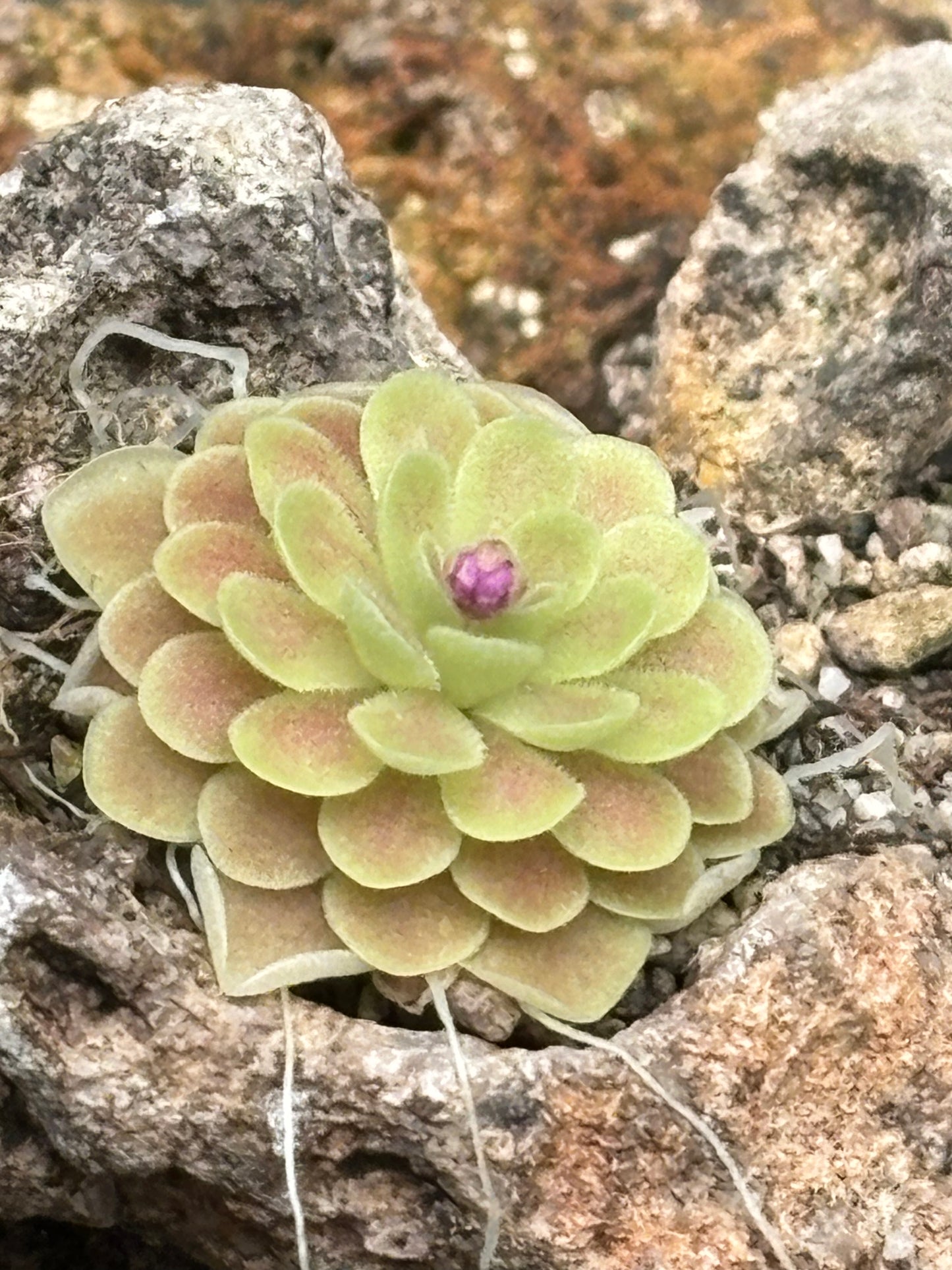 Pinguicula ehlsersiae