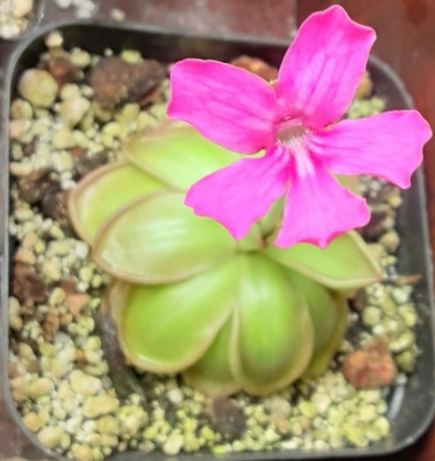 Pinguicula hemiepiphytica