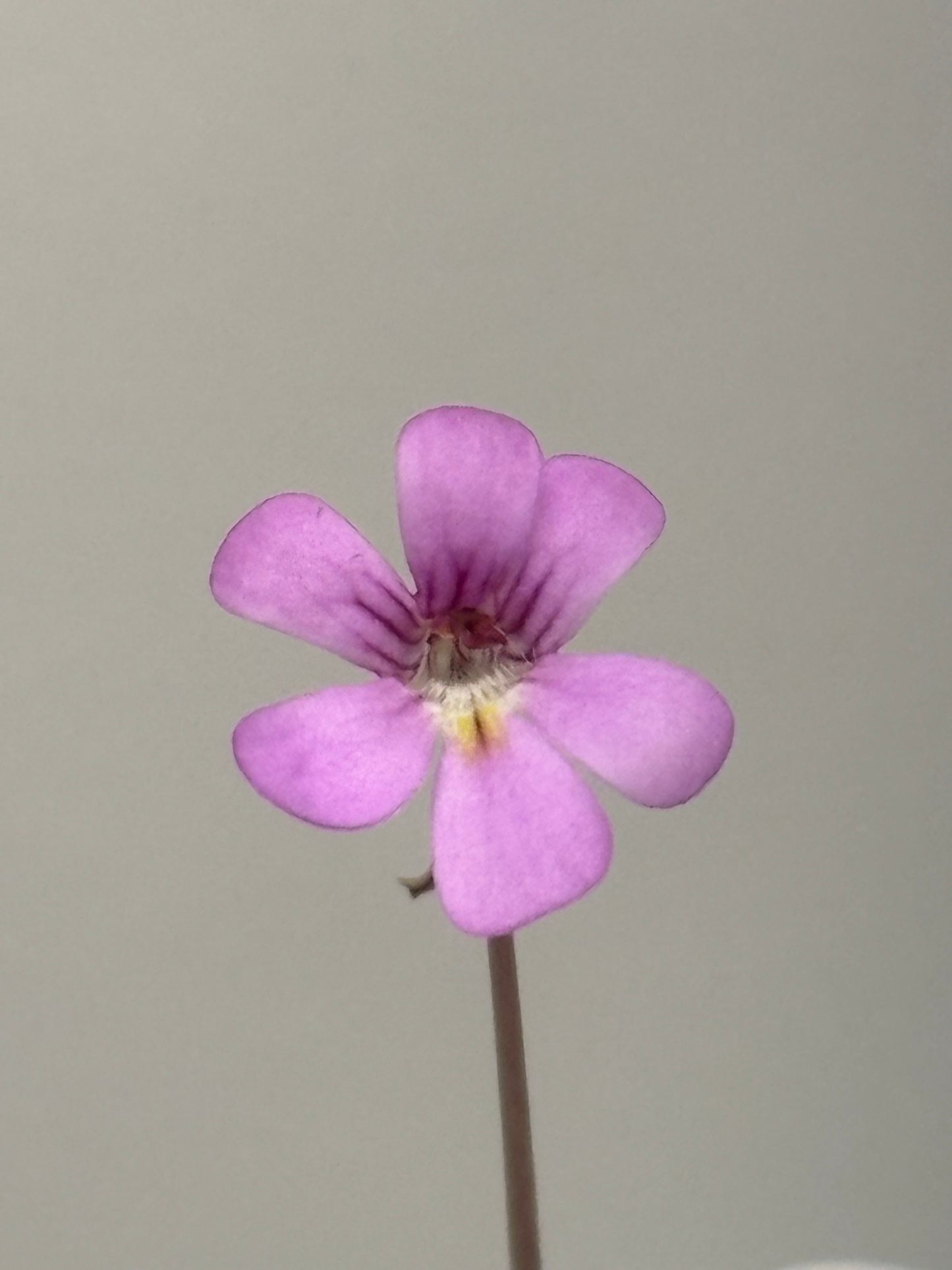 Pinguicula esseriana