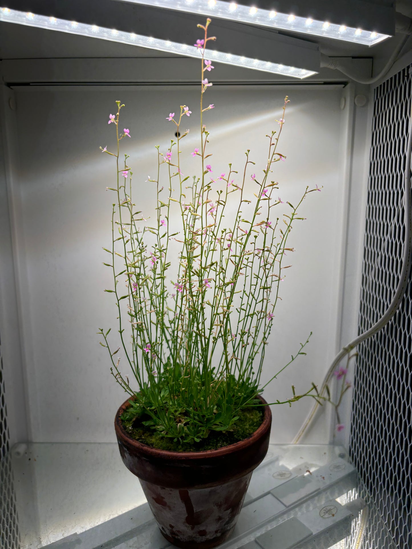 Stylidium debile