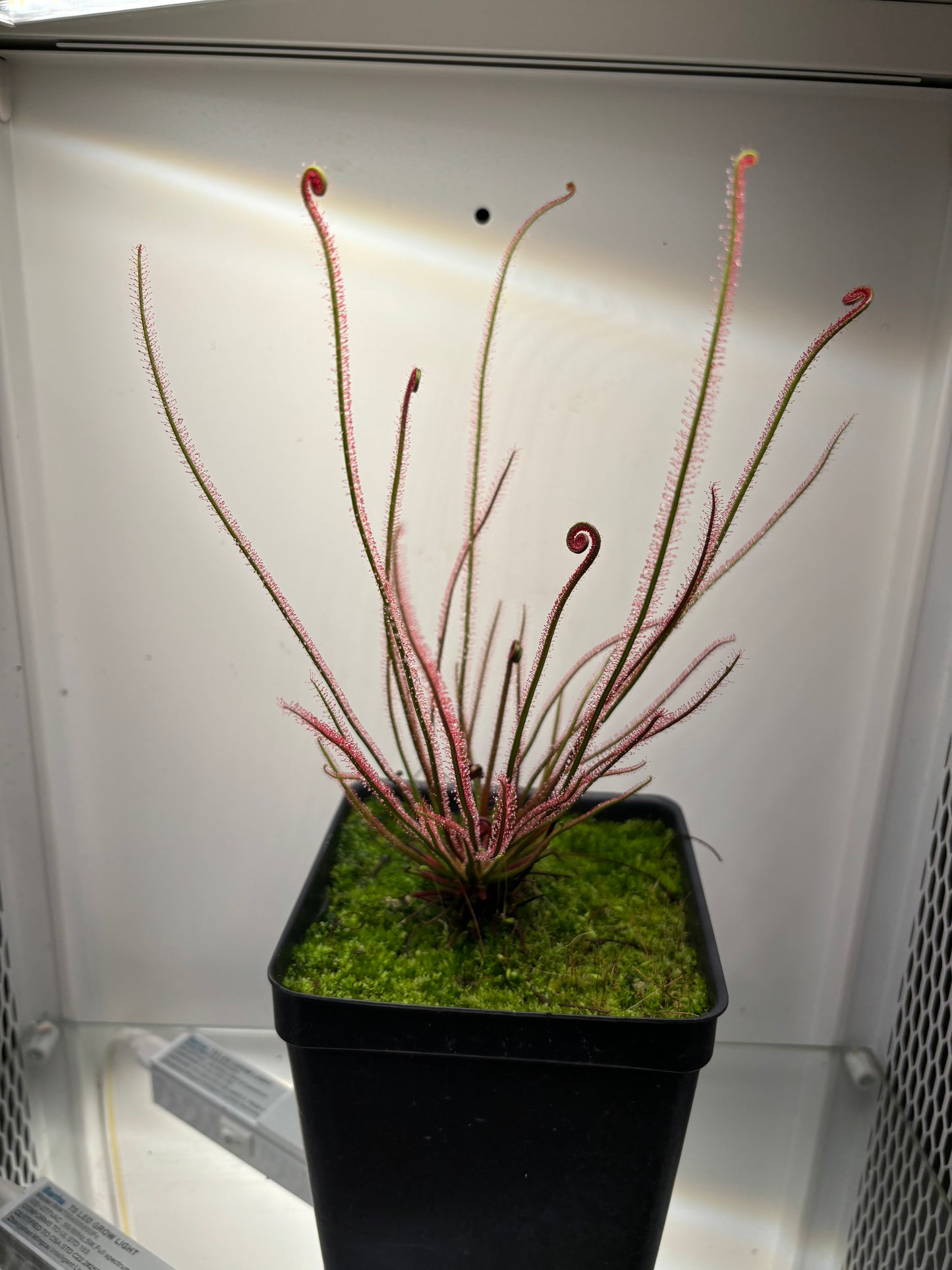 Drosera filiformis v. floridana f. Albiflora