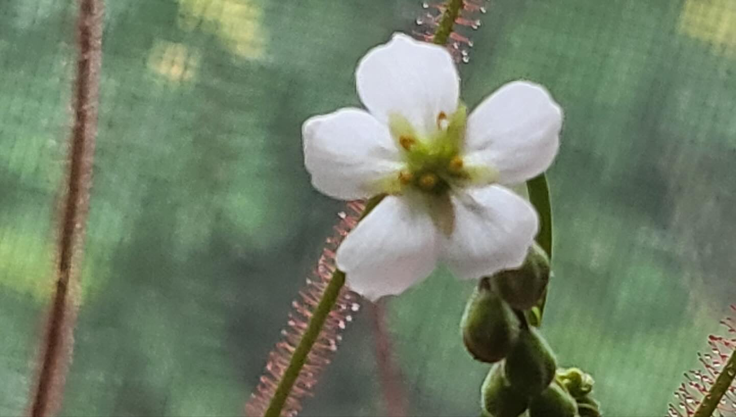 Drosera filiformis v. floridana f. Albiflora