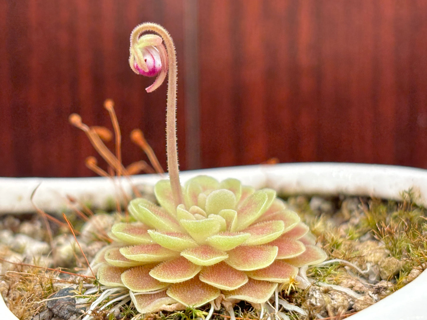 Pinguicula ehlsersiae