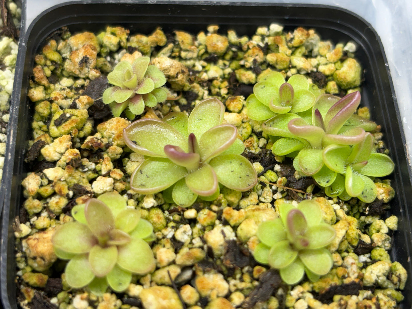 Pinguicula hemiepiphytica