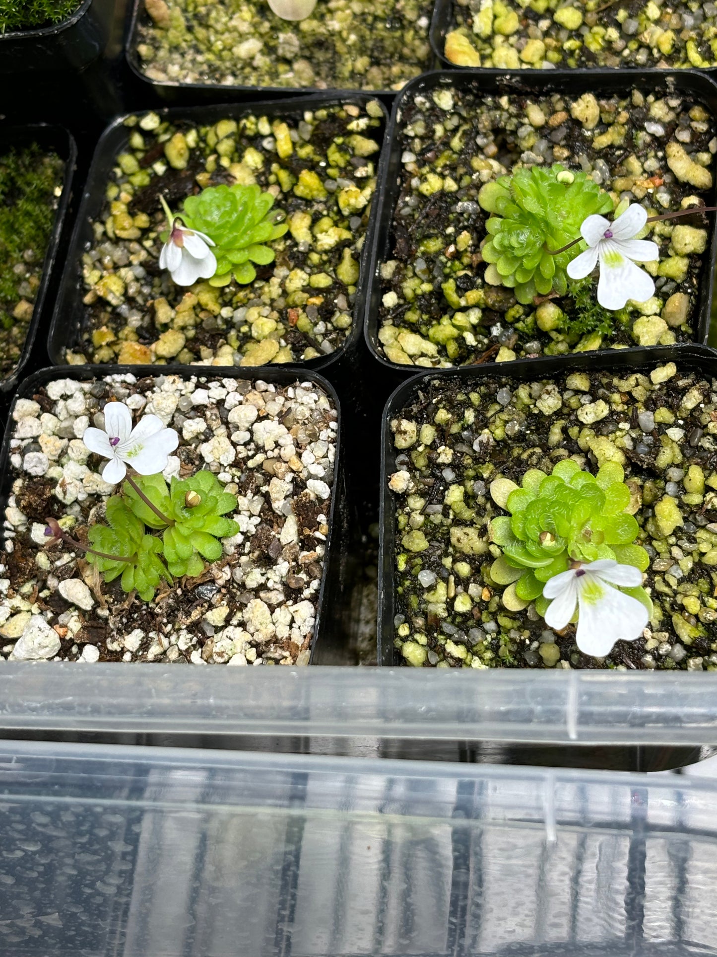 Pinguicula gracilis