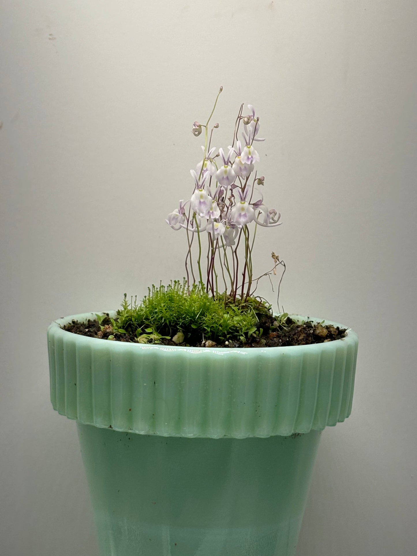 Utricularia sandersonii