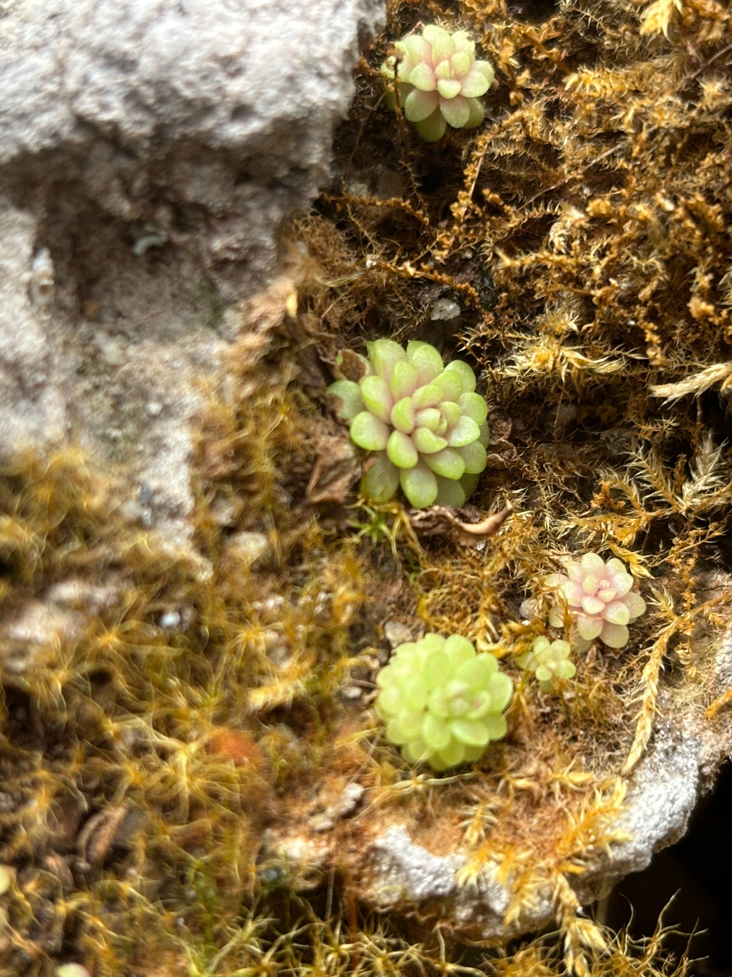 Pinguicula snow angel