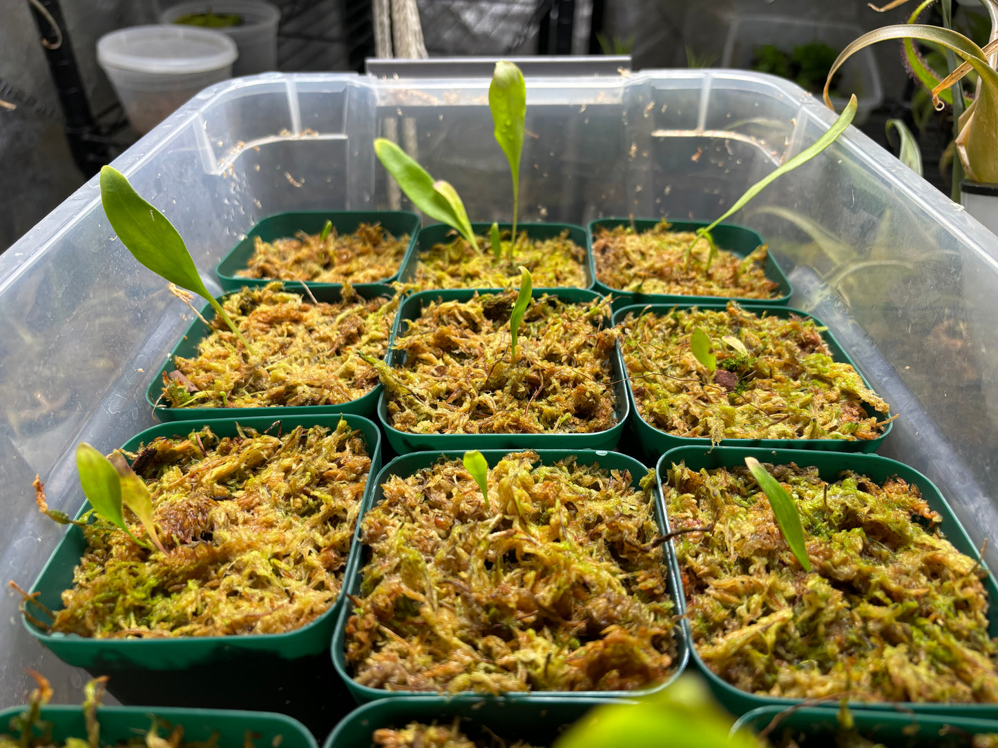 Utricularia humboldtii x alpina