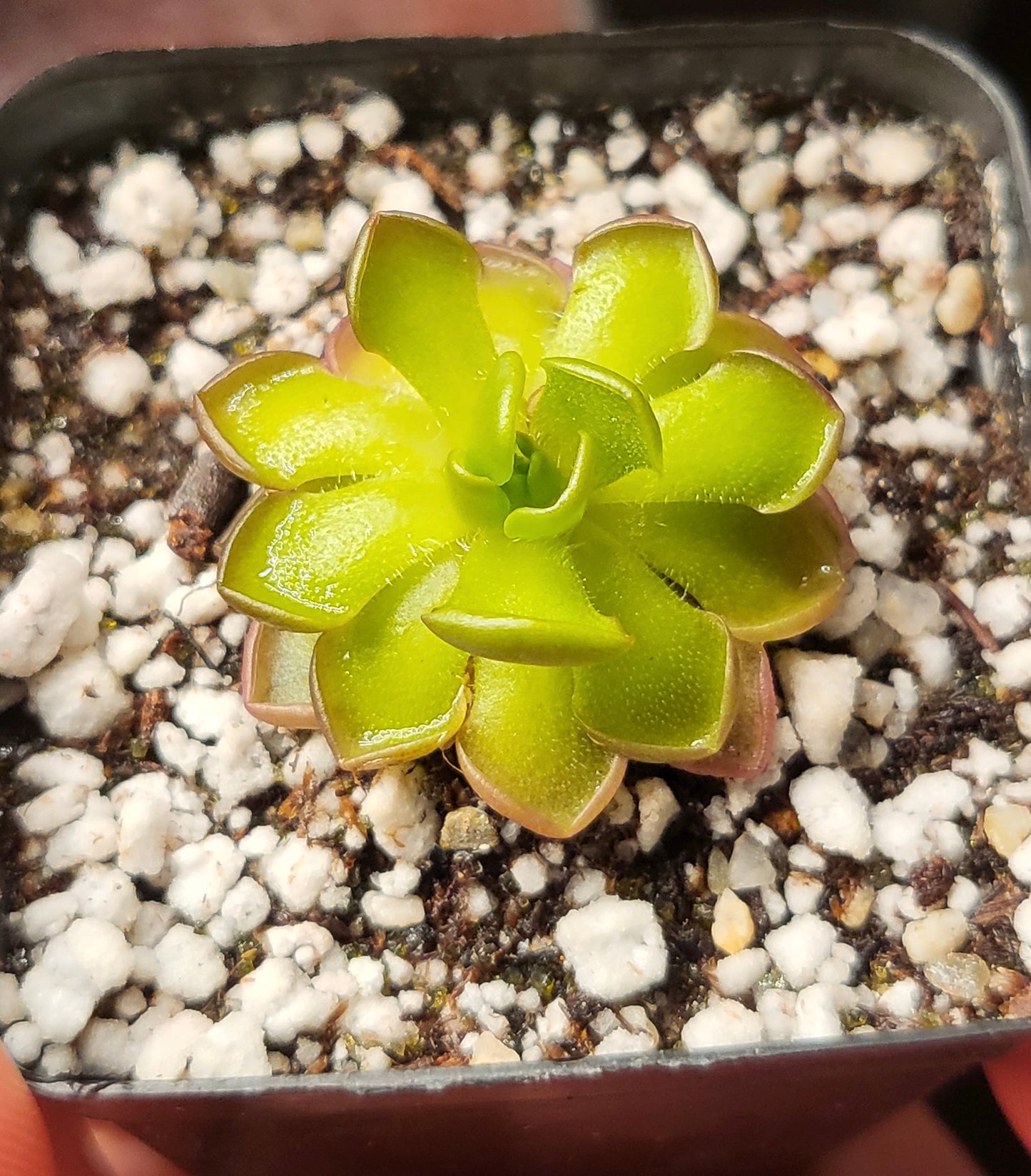 Pinguicula gracilis