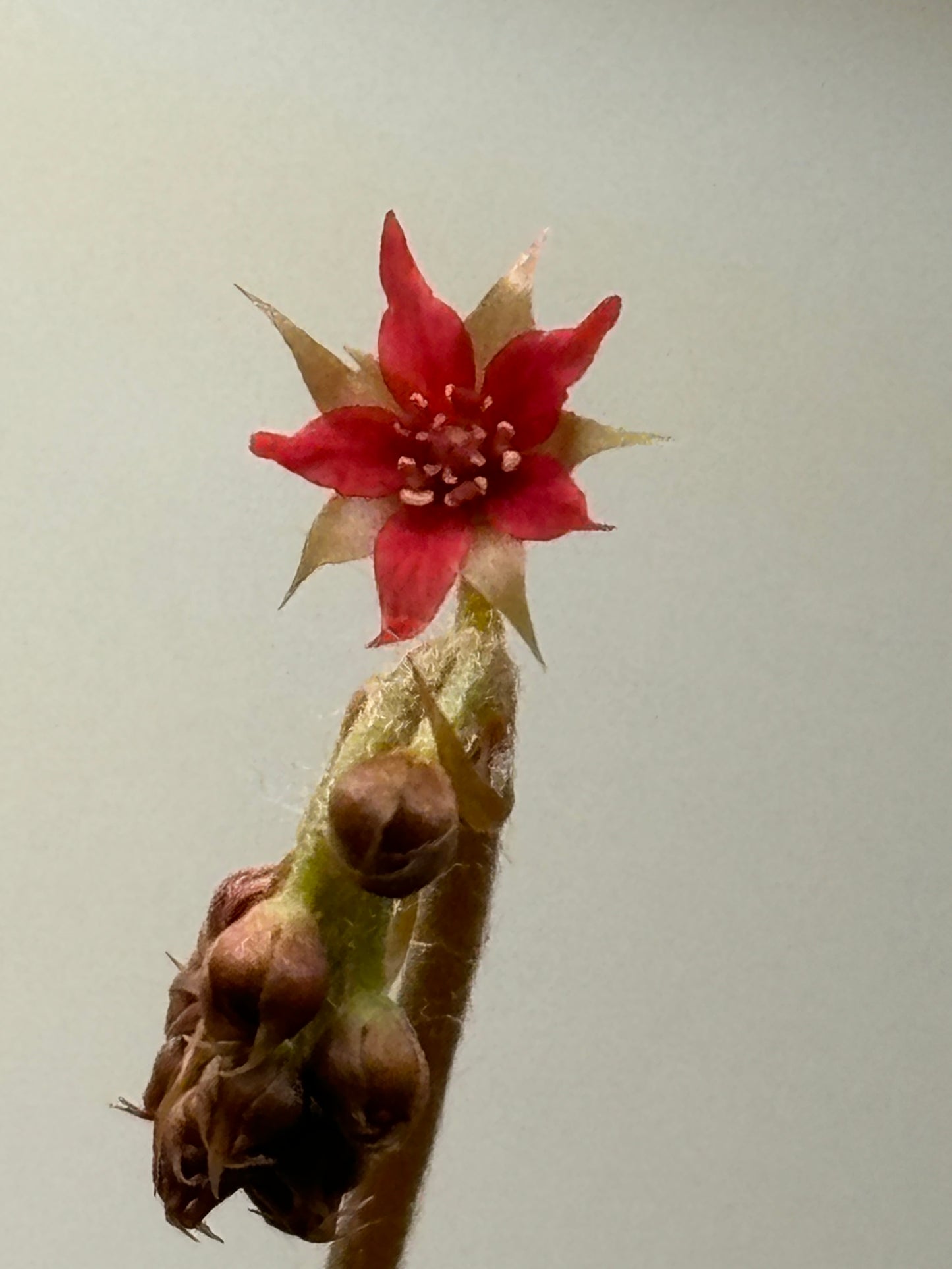 Drosera adelae