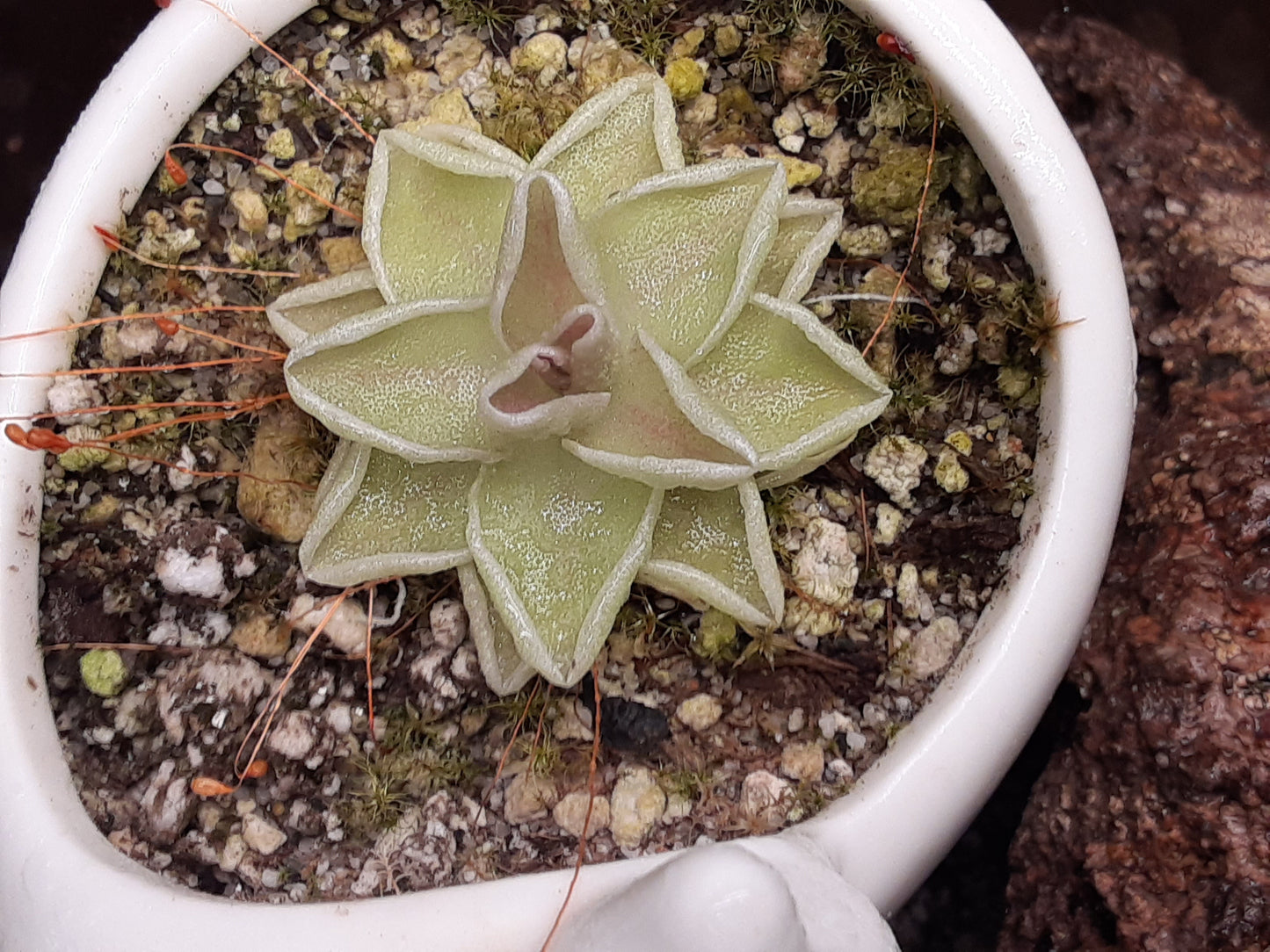 Pinguicula ehlsersiae