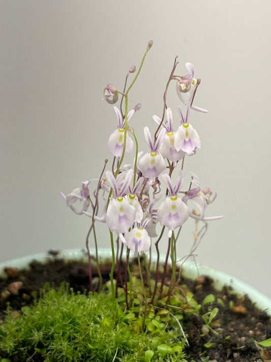 Utricularia sandersonii