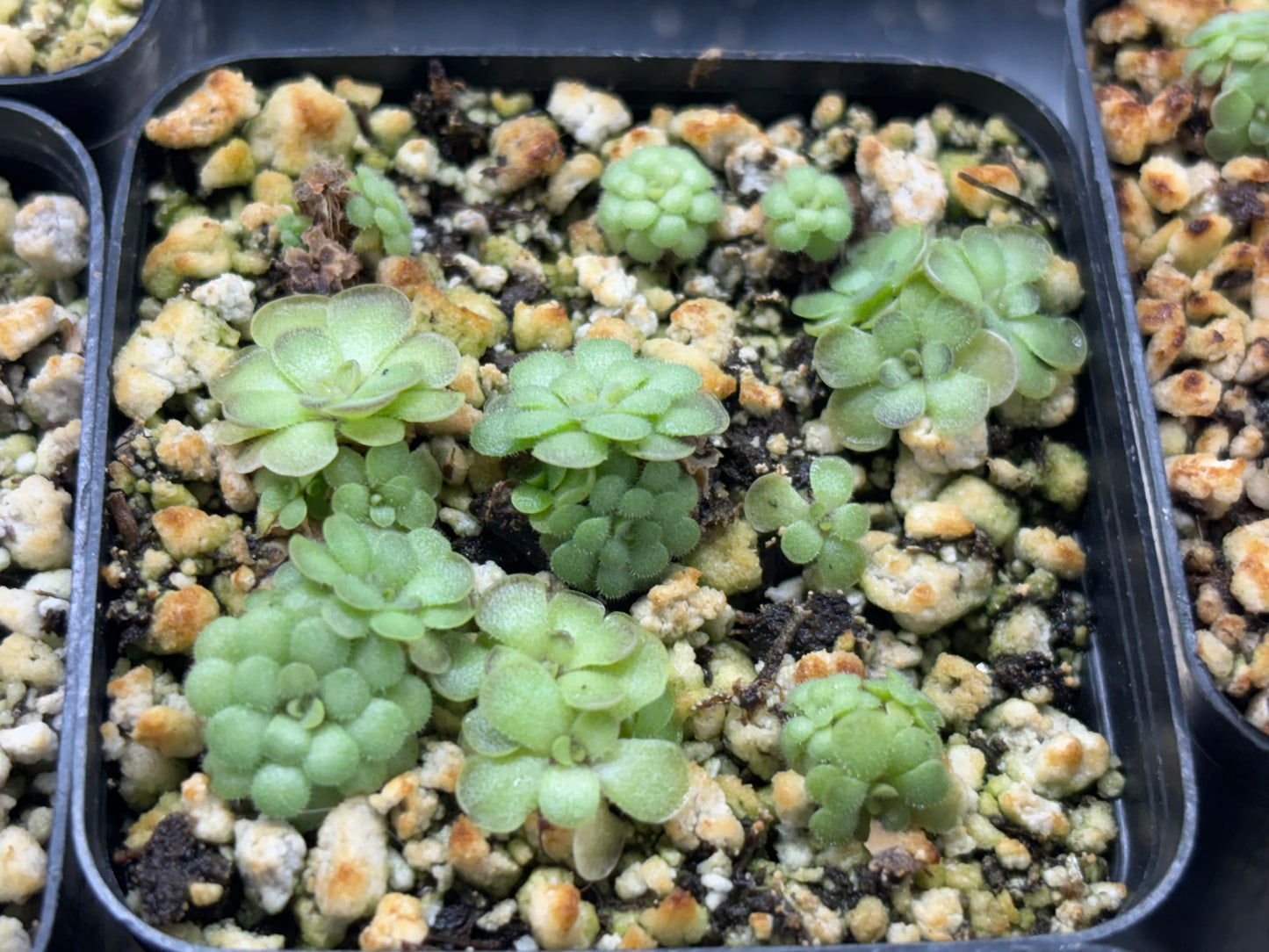 Pinguicula cyclosecta