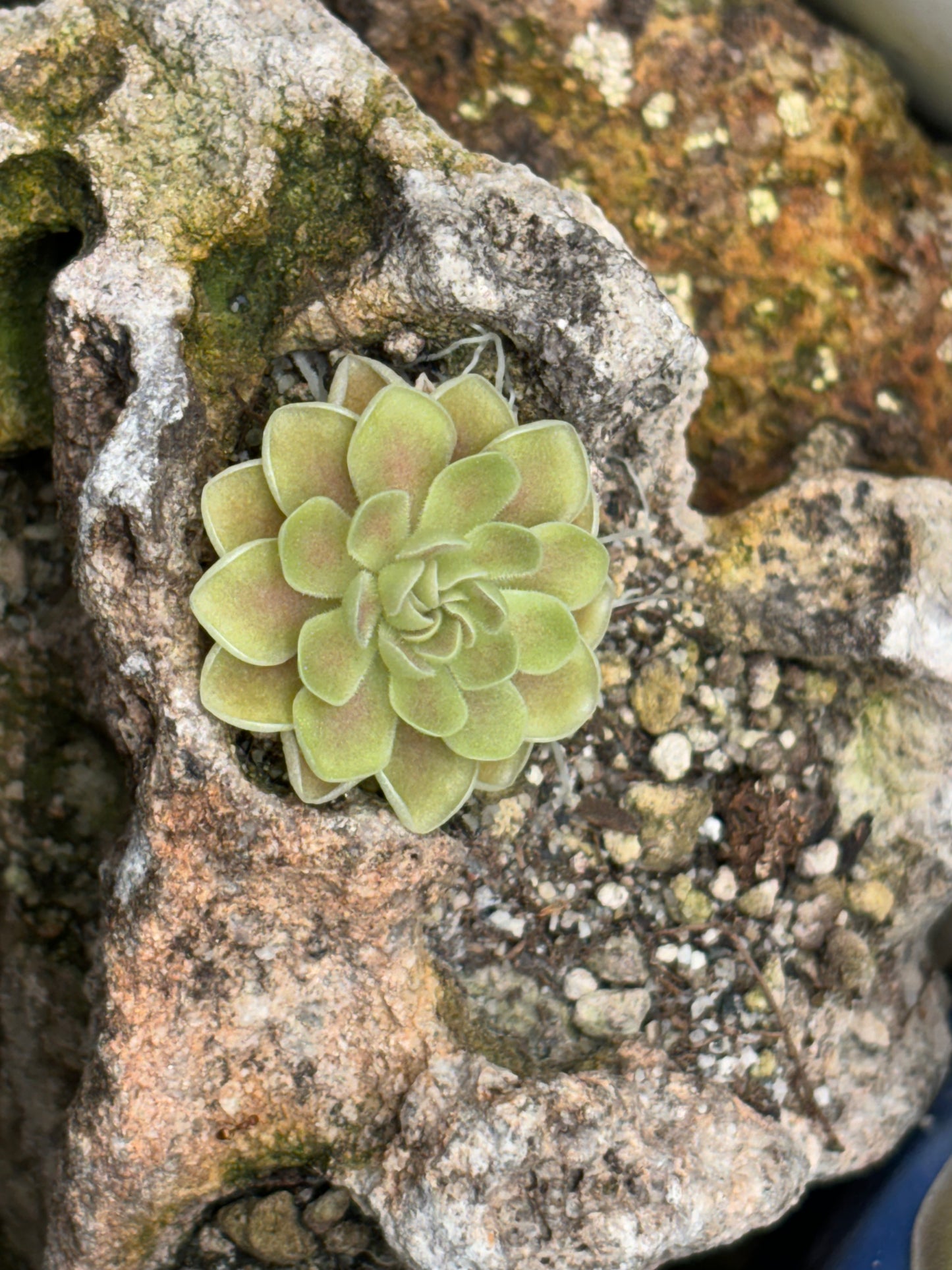 Pinguicula ehlsersiae