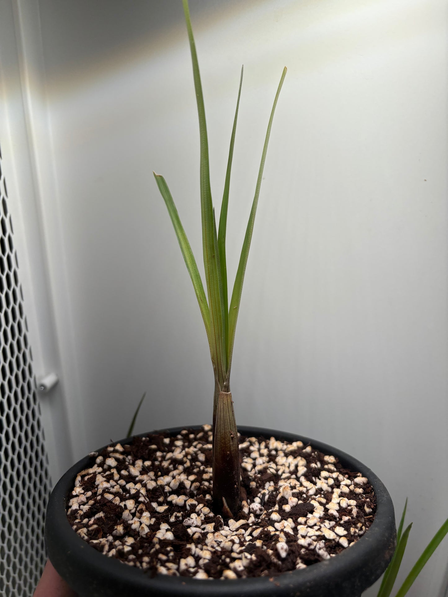 Brocchinia acuminata