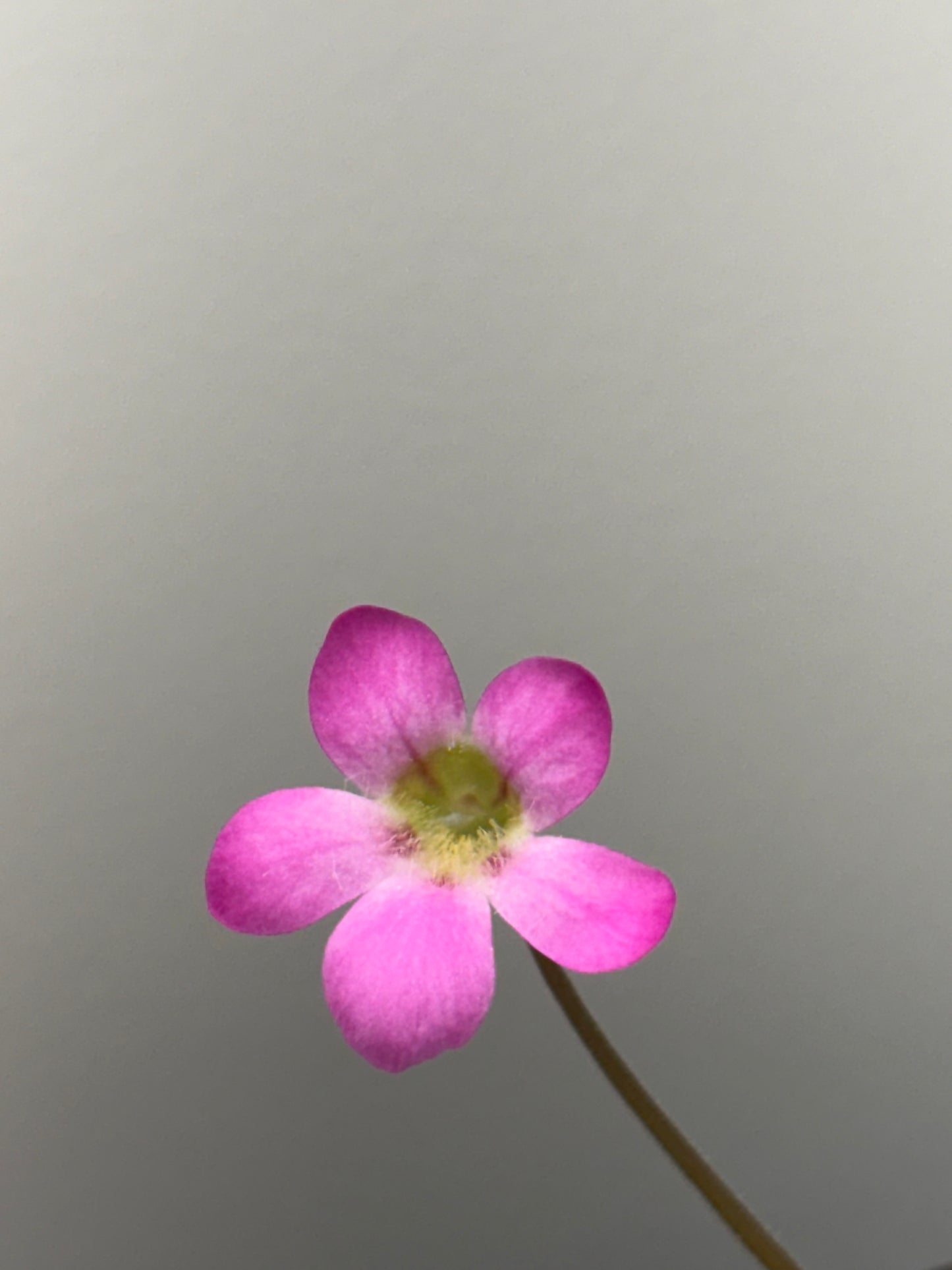 Pinguicula laxifolia