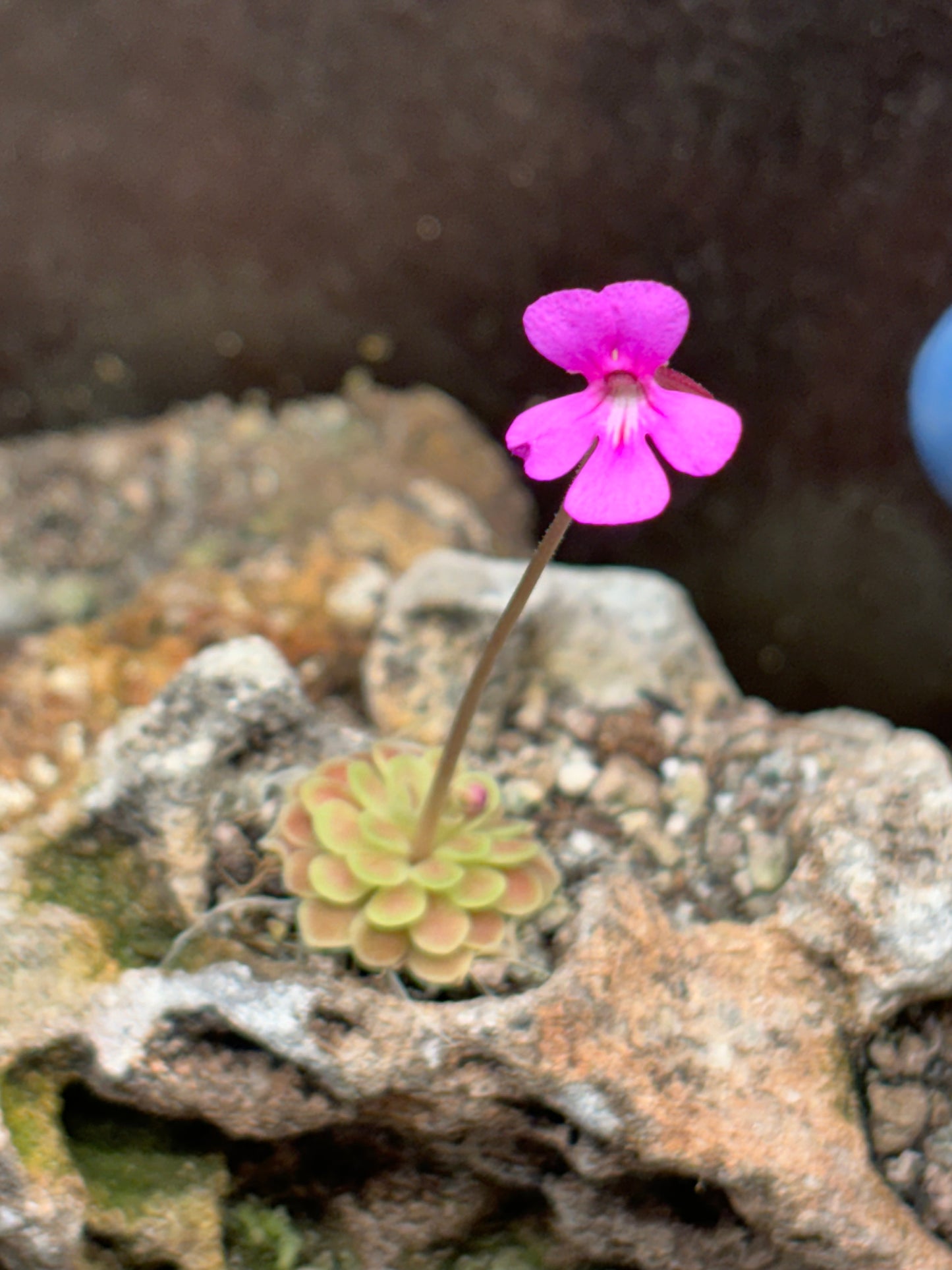 Pinguicula ehlsersiae