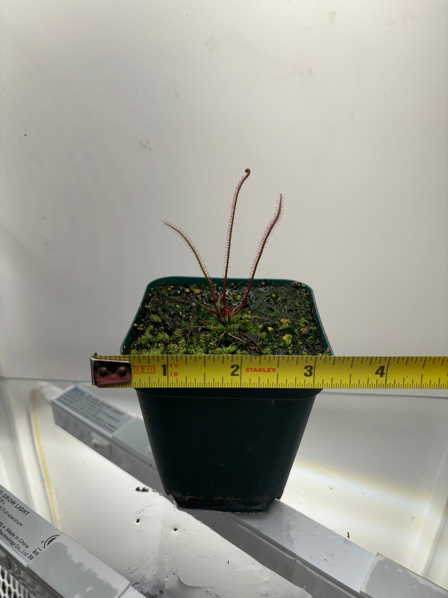 Drosera filiformis v. floridana f. Albiflora