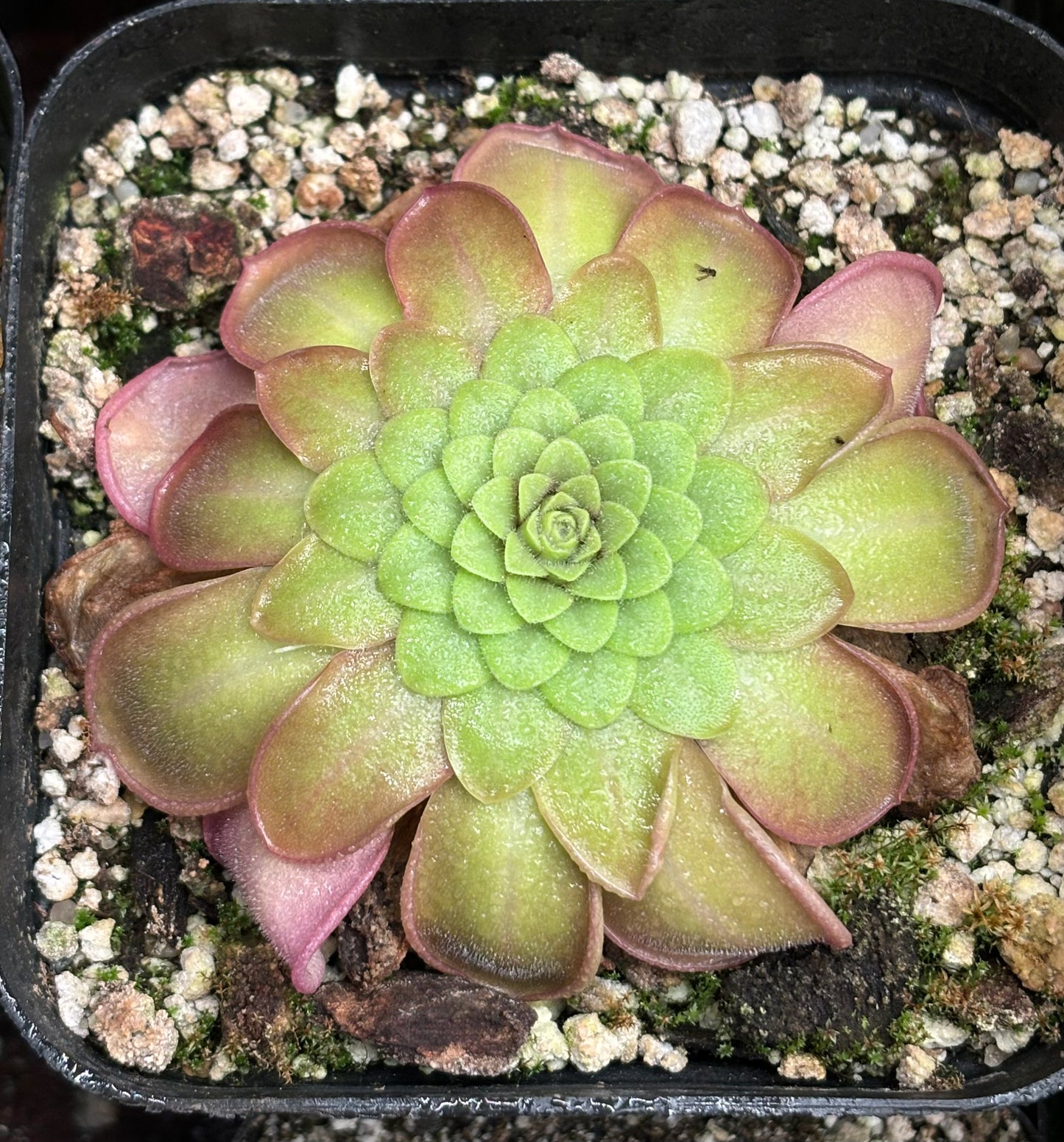 Pinguicula hemiepiphytica