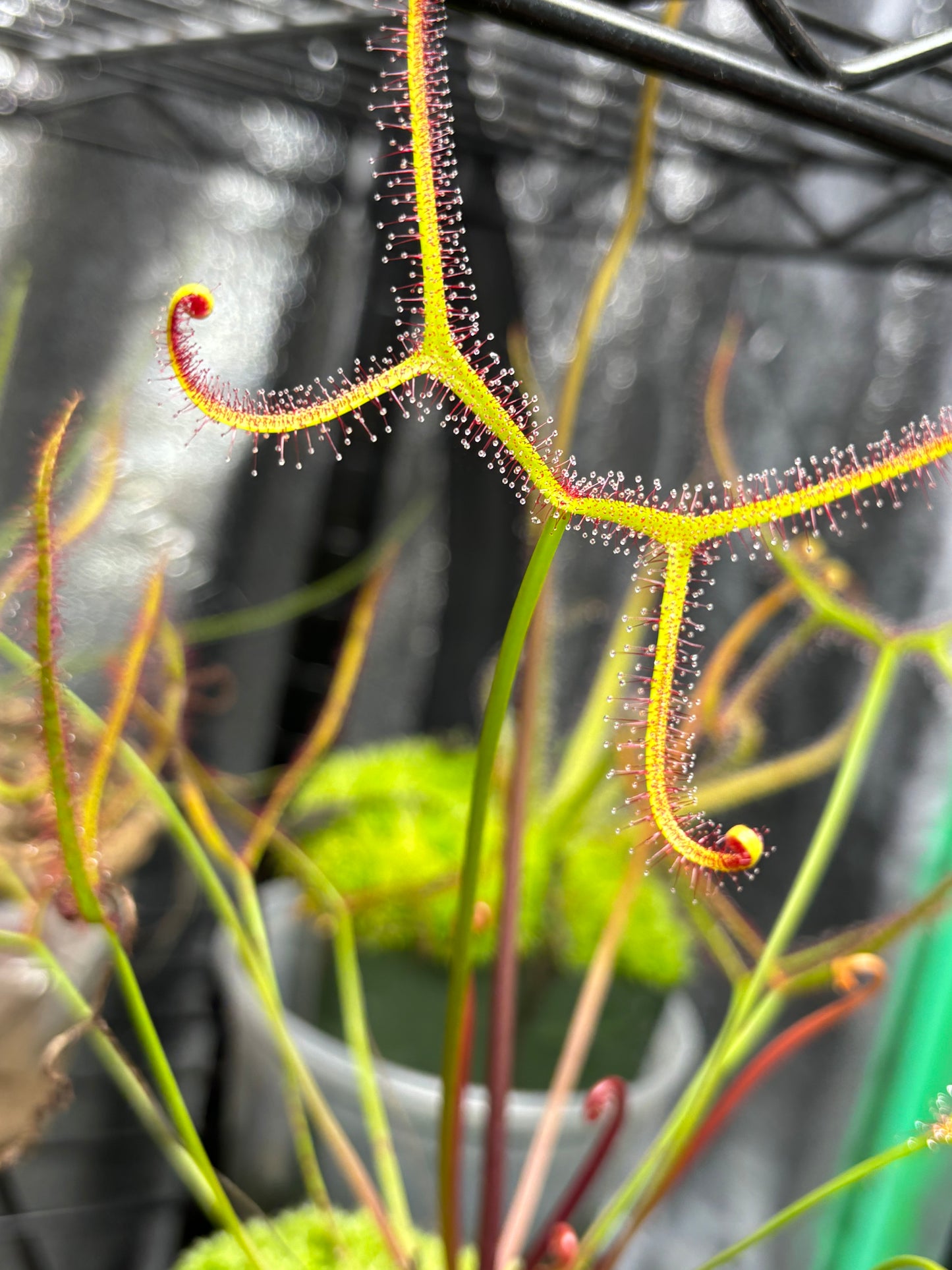 Drosera binata var.  Marston Dragon