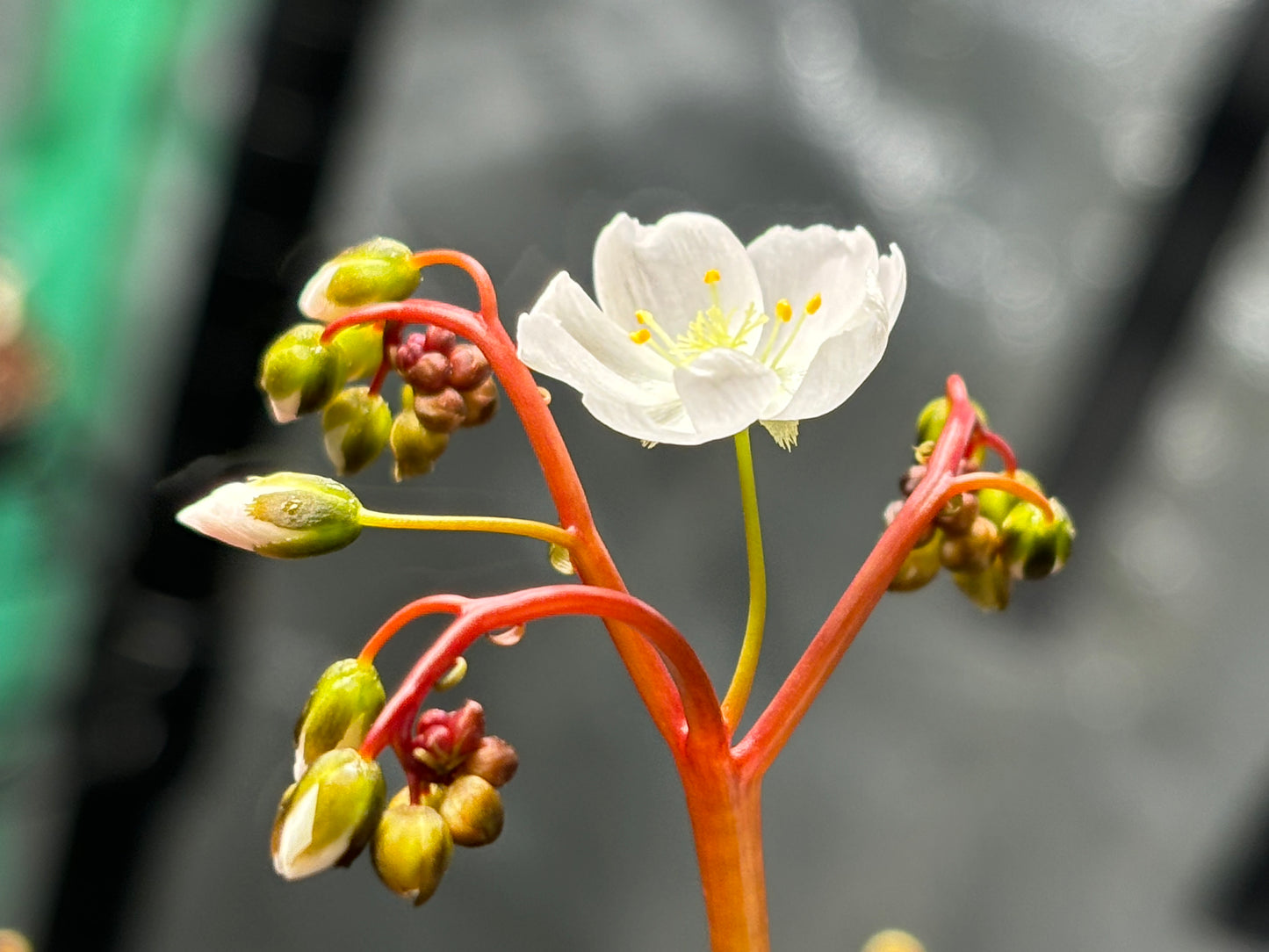 Drosera binata var.  Marston Dragon