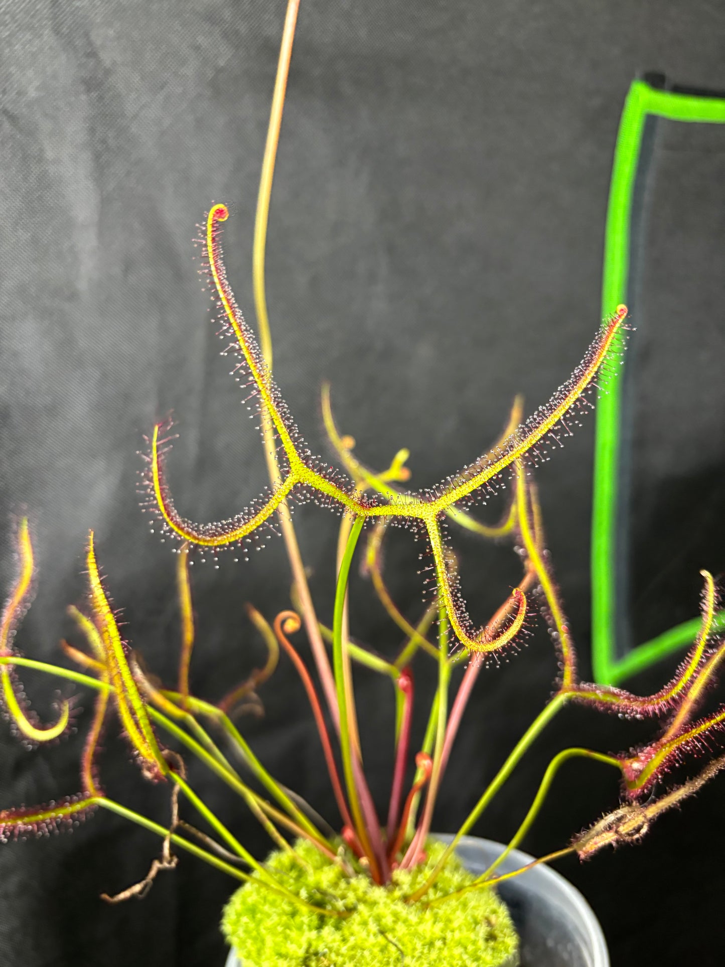 Drosera binata var.  Marston Dragon