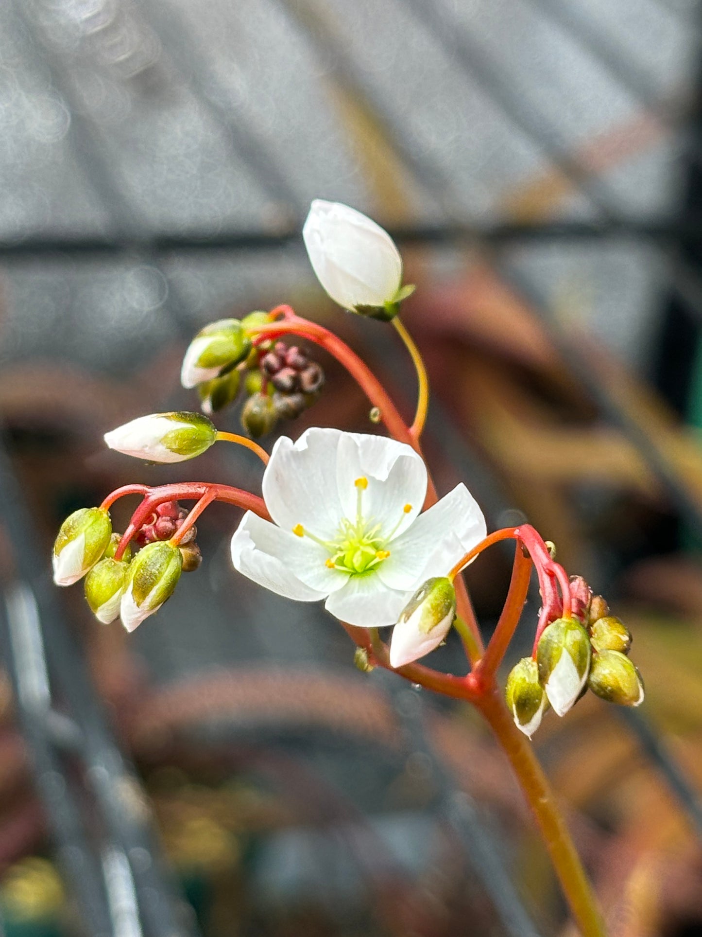 Drosera binata var.  Marston Dragon